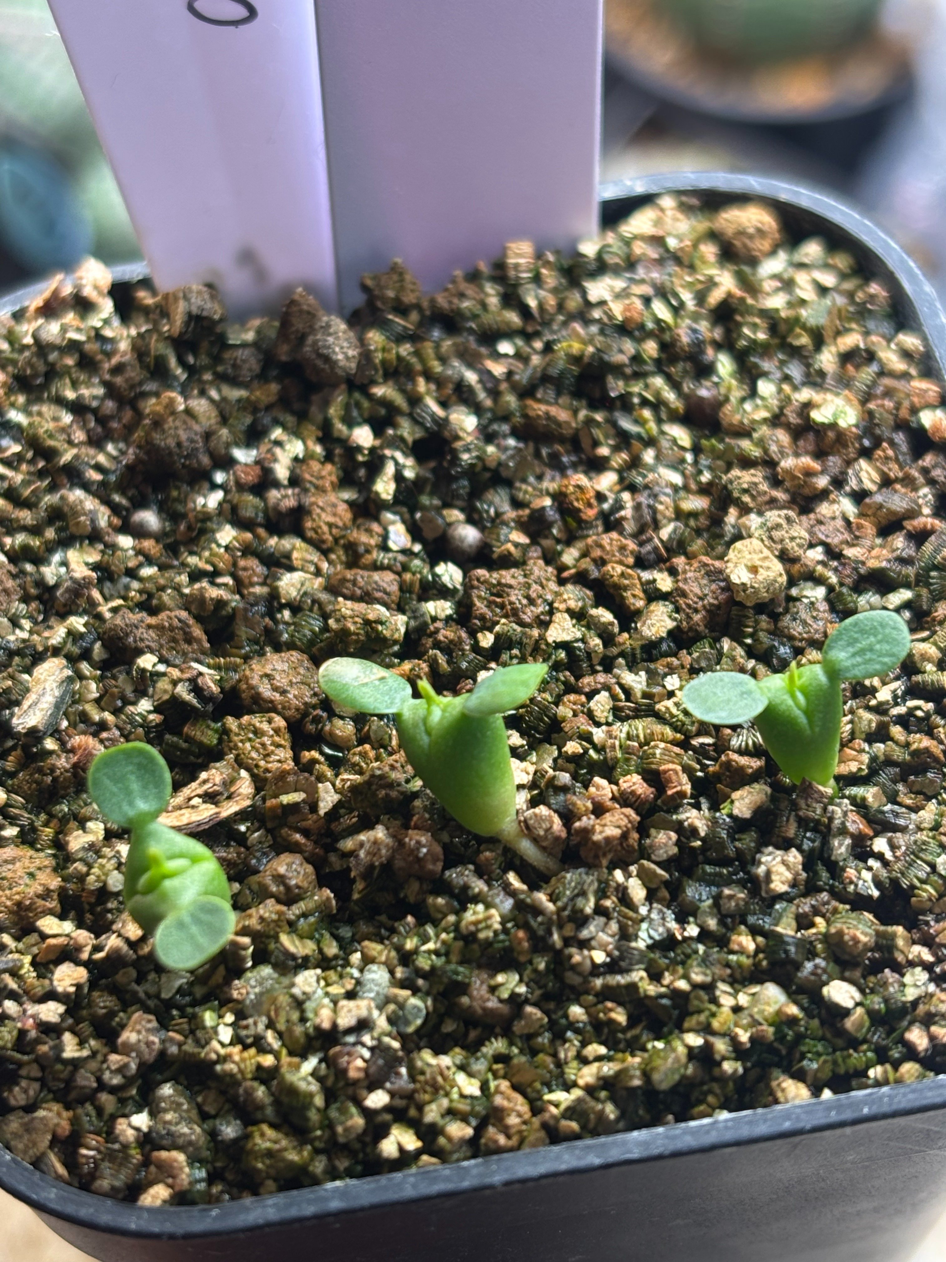 記録]オベサ46の成長記録（自家採取・オベサxホリダHyb）｜園芸バタフライ