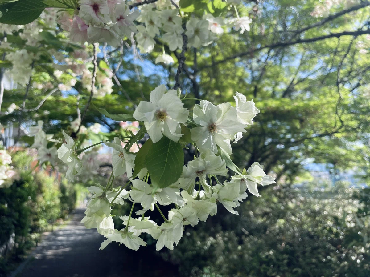 はらり春の名残と夏の気配と。めぐる季節の京の散歩道｜あをそめ.