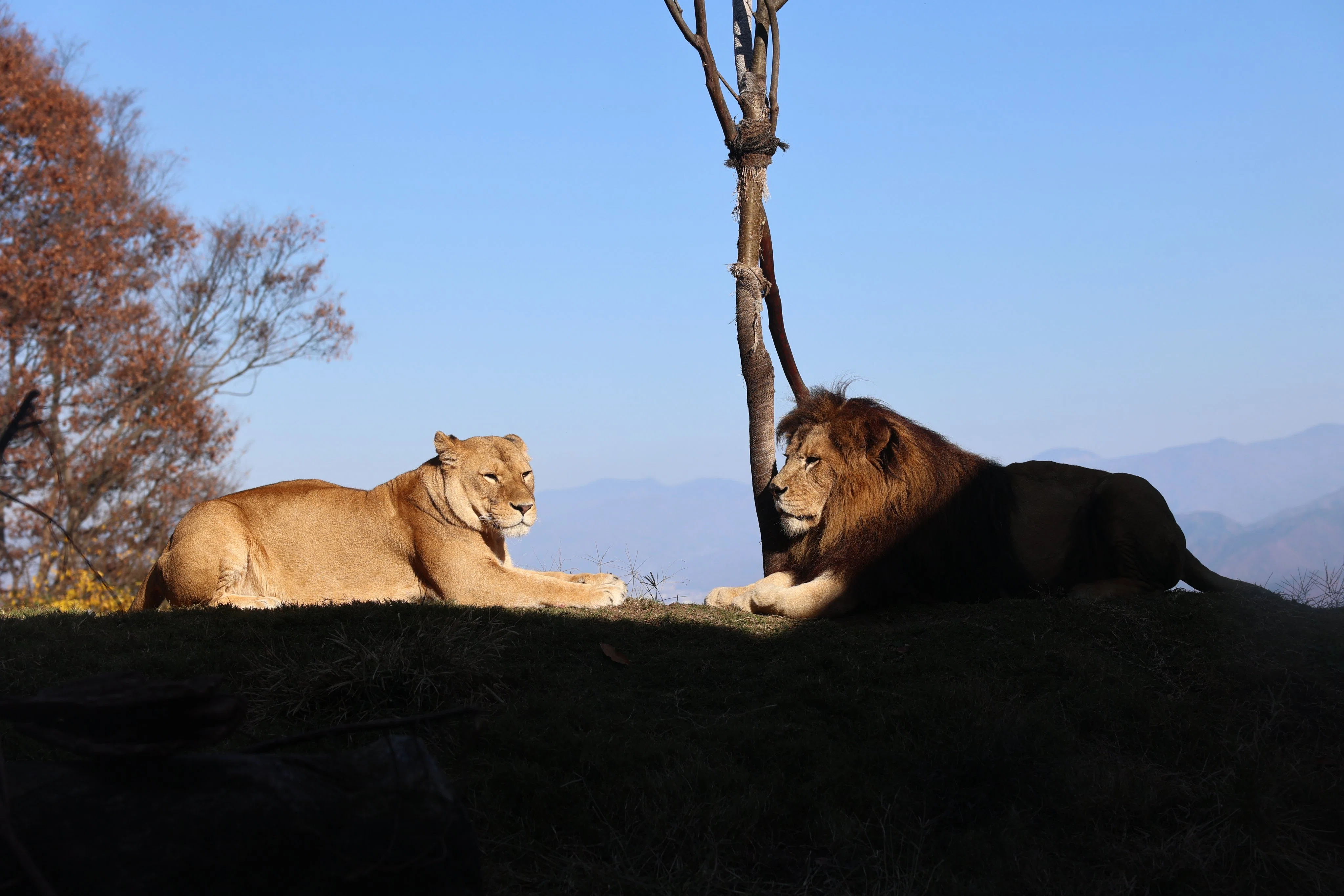 動物園水族館建築物紹介】その10 茶臼山動物園 ライオンの丘｜塩ら〜めん