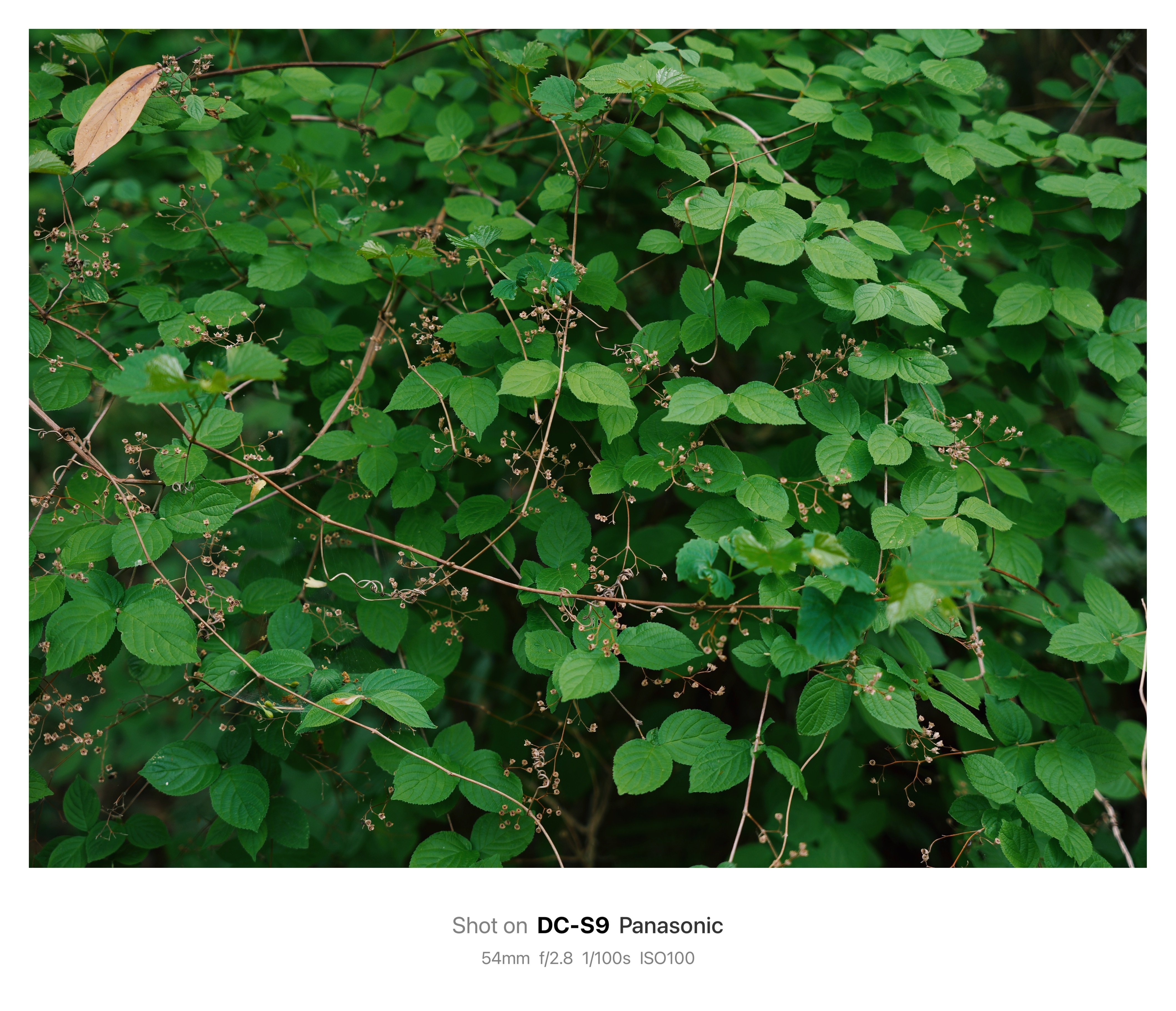 LUMIX S9の最大の欠点はOOOO｜鈴木ユートピア