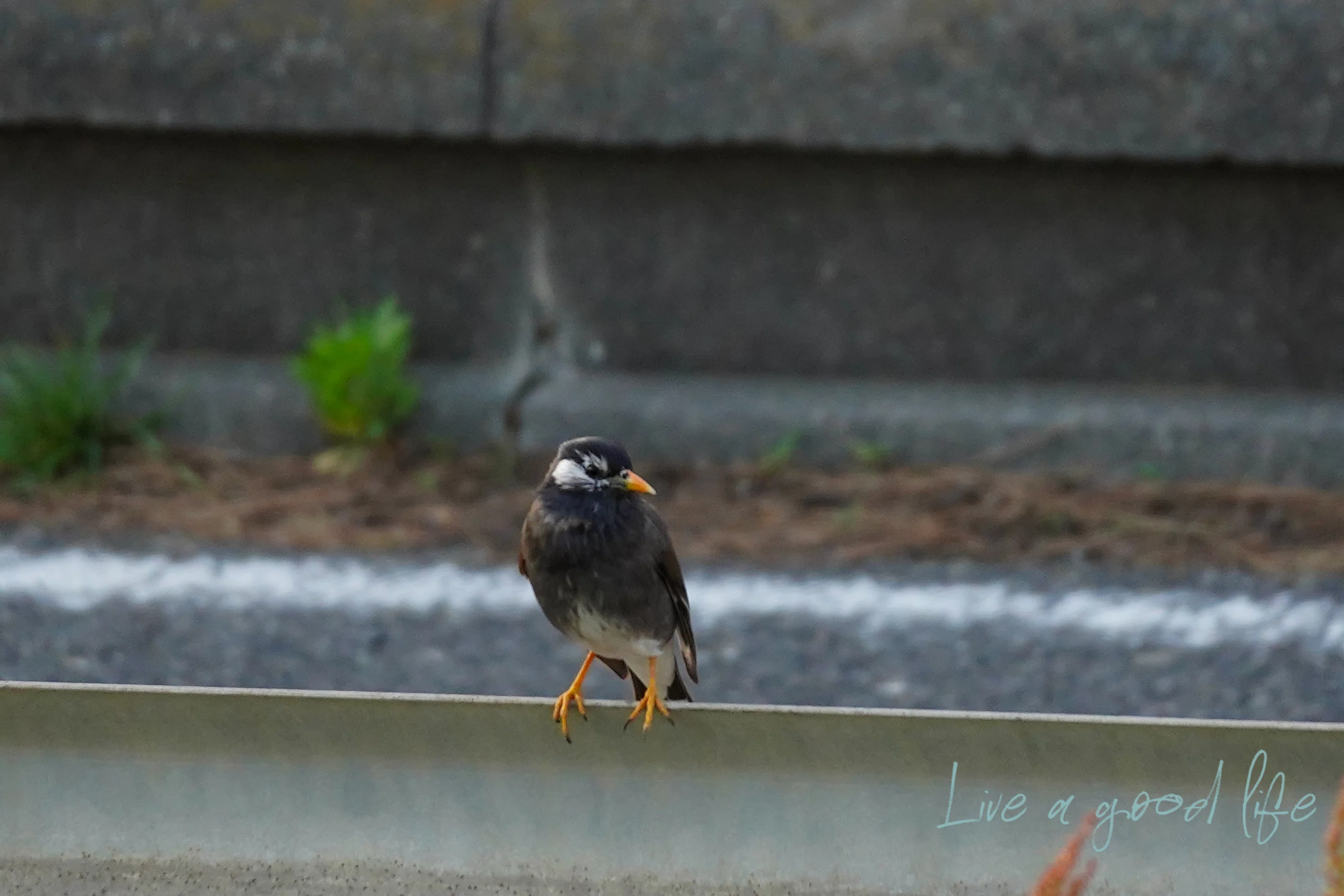 軽くて長すぎない超望遠レンズ：野鳥撮影用にSONY E70-350Gを購入した