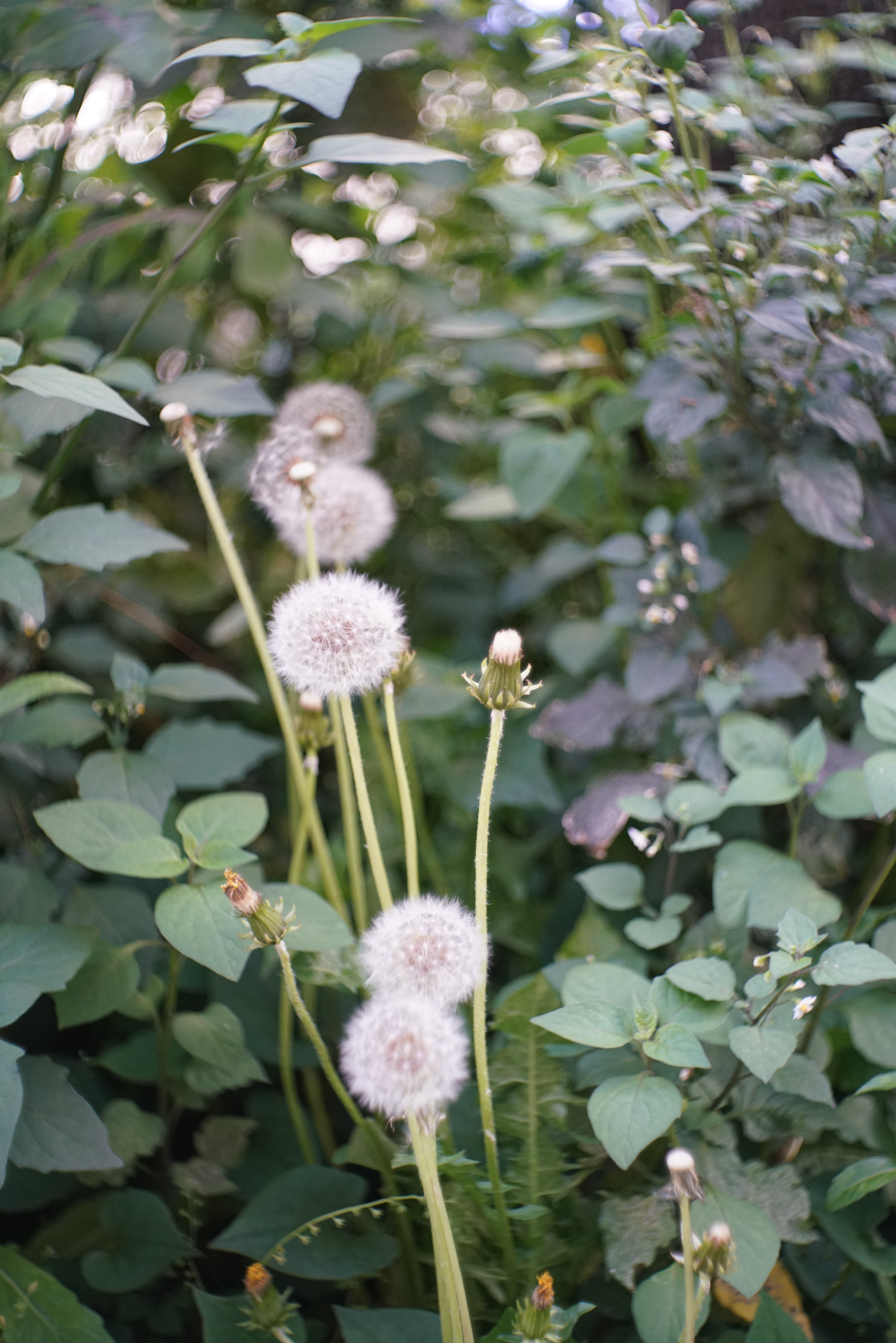 ◇Meyer-Optik Gorlitz◇ Domiplan 50mm F2.8 ◎バブルボケ メイヤー