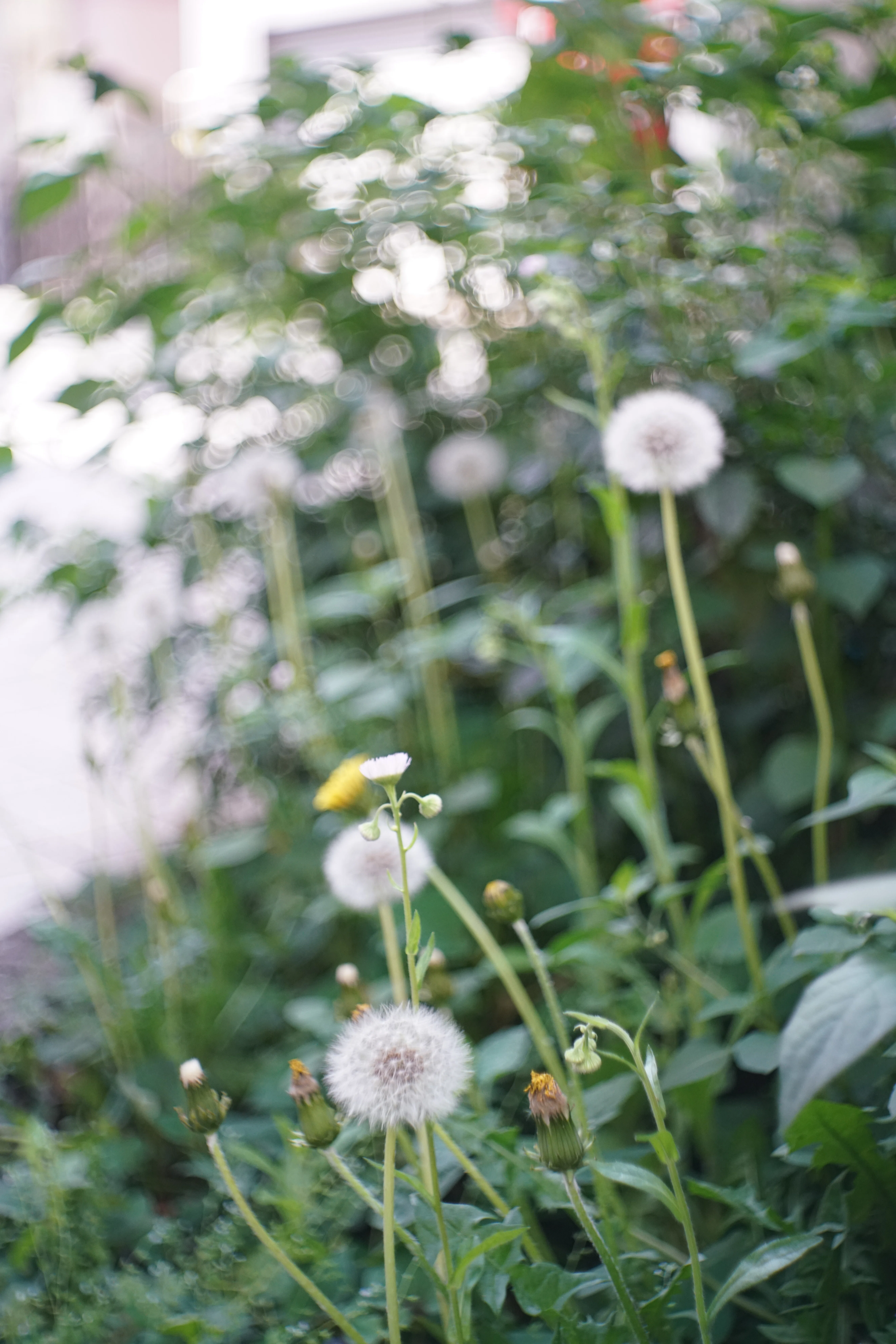 GOMIPLANじゃなかったMeyer-Optik Domiplan 50mm F2.8購入(^^ゞ｜もとぴー