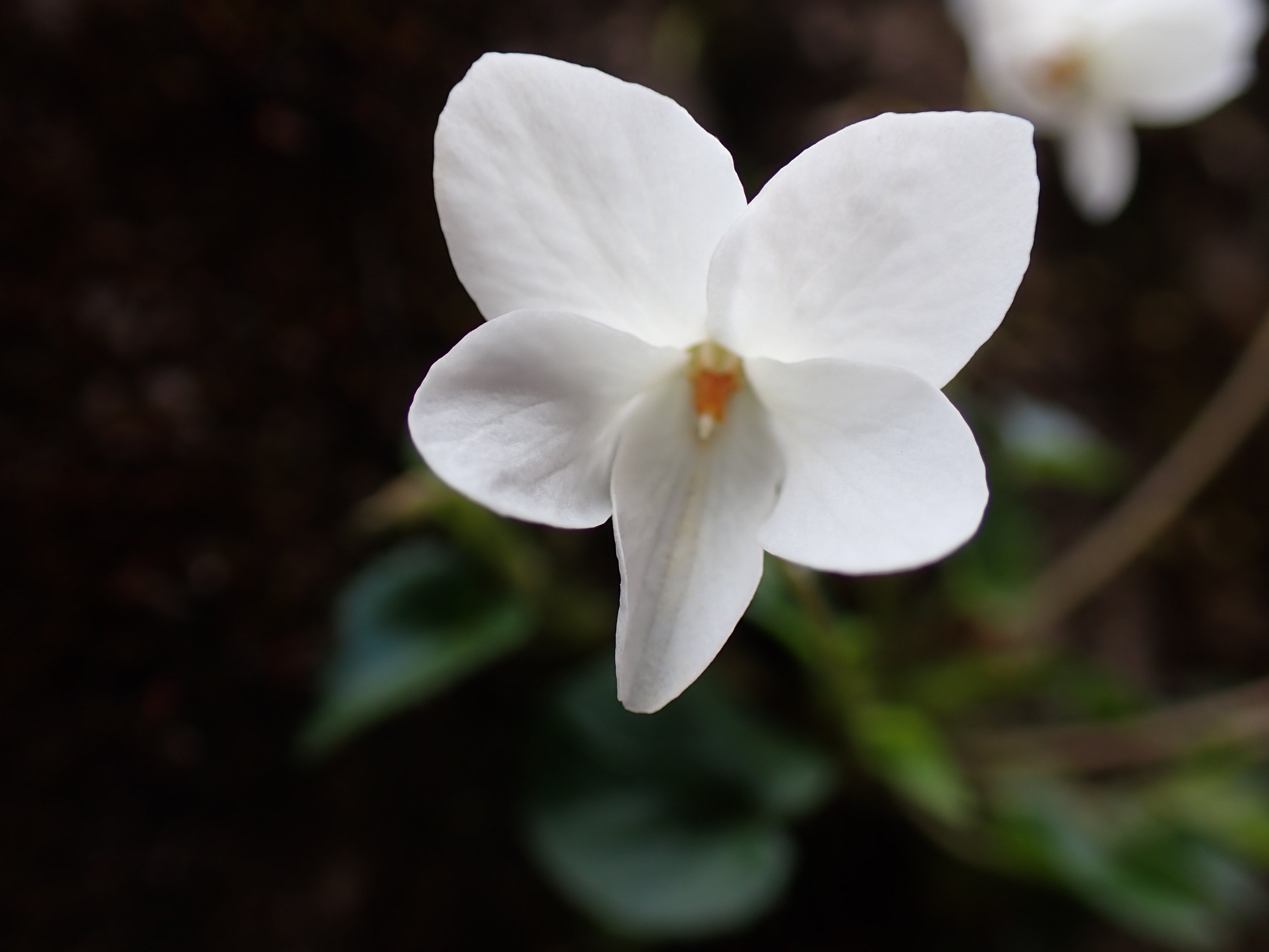 スミレの同定にチャレンジ！｜ちぐさ研究室