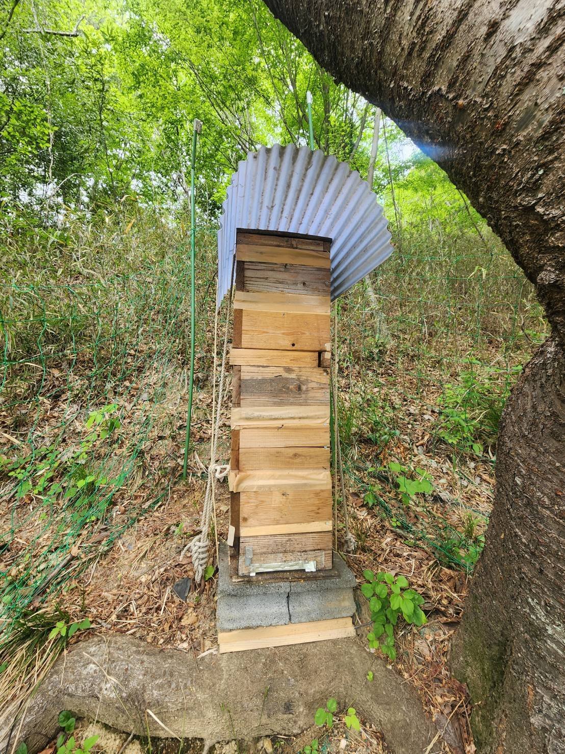 確認用　ミツバチ様 月刊 現代農業2020年3月号 新連載 蜜量倍増のミツバチの飼い方