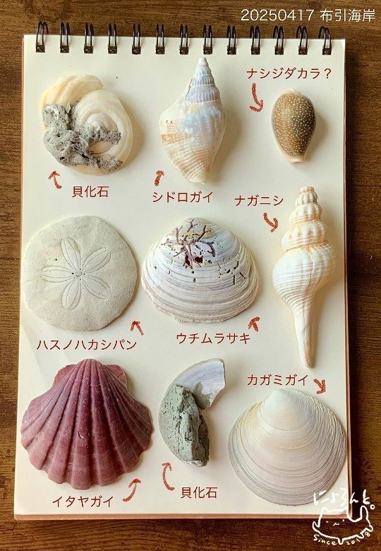 美麗イタヤガイにタカラガイ！貝化石、陶片＆シーグラスも！布引