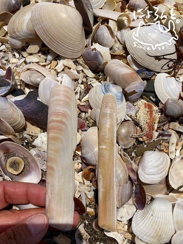 美麗イタヤガイにタカラガイ！貝化石、陶片＆シーグラスも！布引