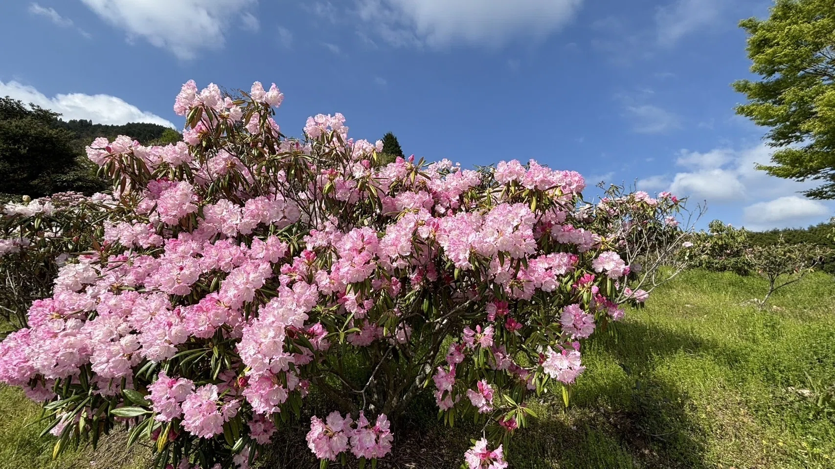 高嶺 の 花 と は