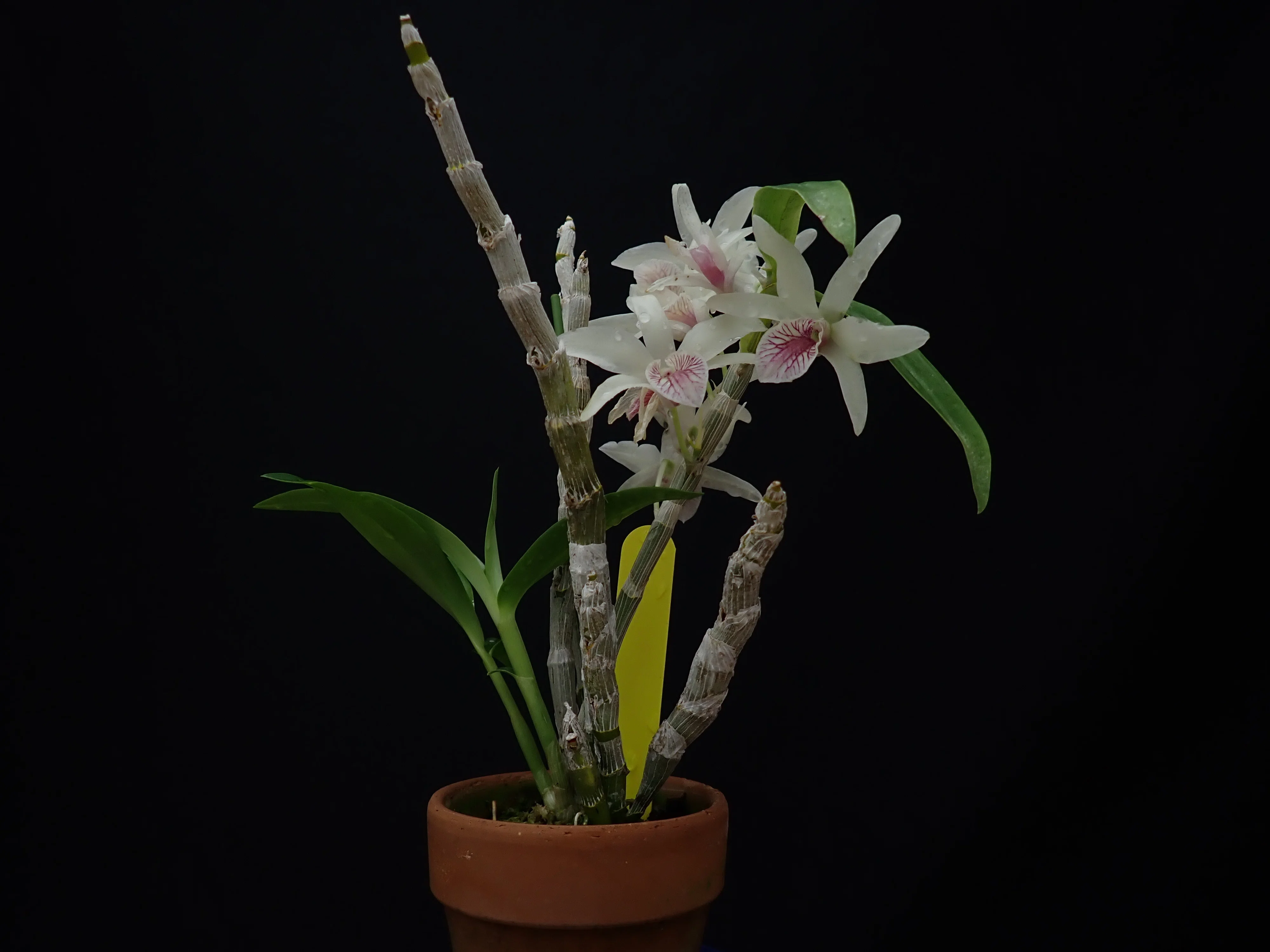 デンドロビウム イエローチンサイ 'マジカルカラー' (Dendrobium