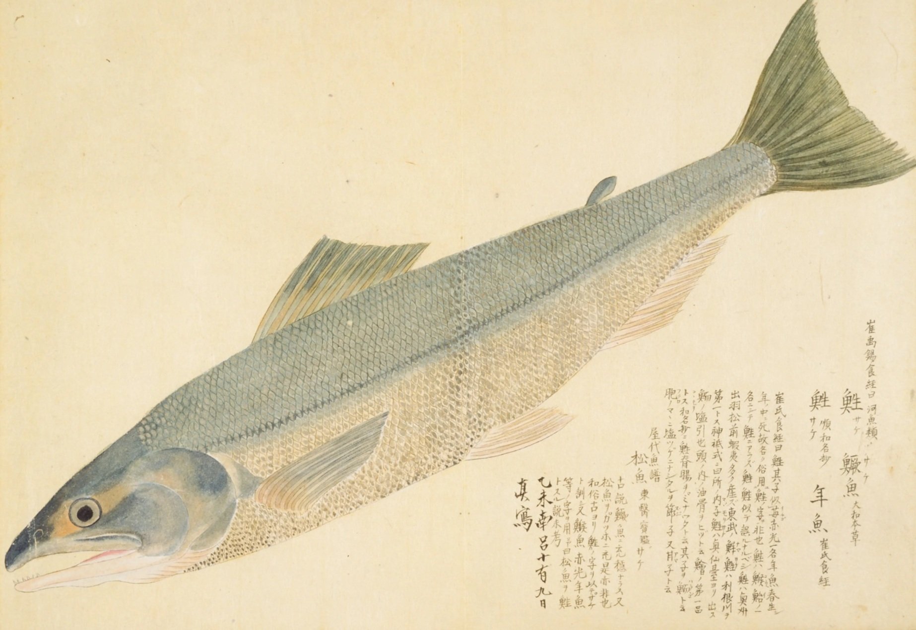 Amazon.co.jp: 訳あり/まとめ魚に関する書籍 26冊セット 魚類
