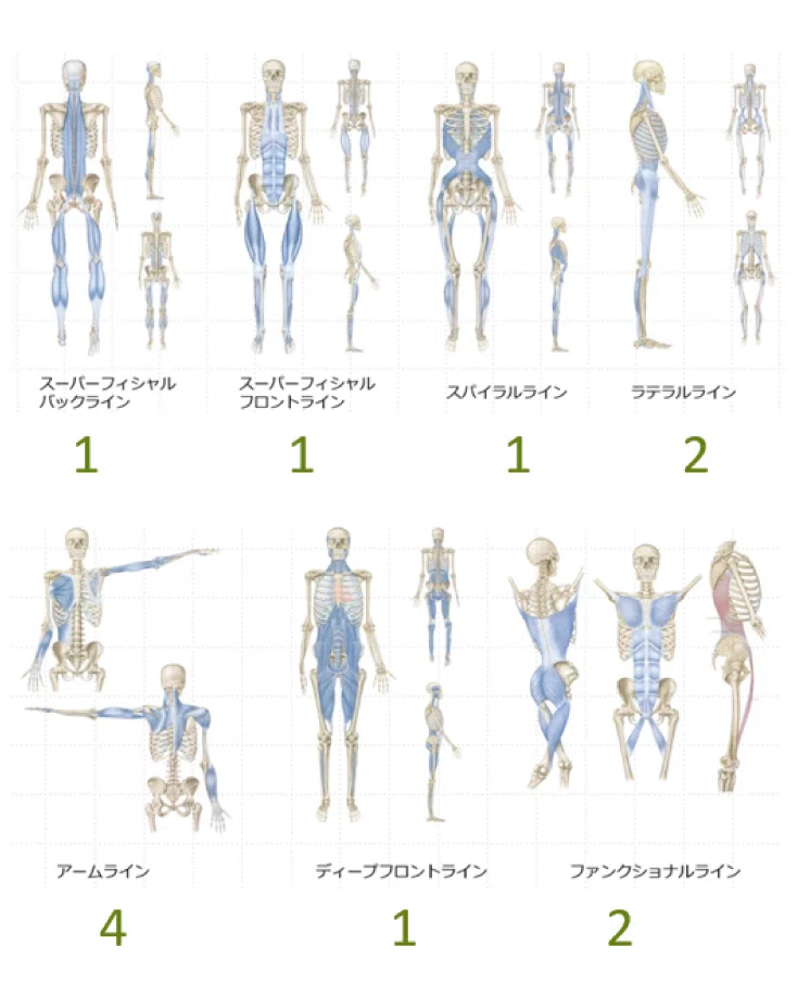 均衡がとれ滑走性があるか【アナトミートレイン12のラインの役割