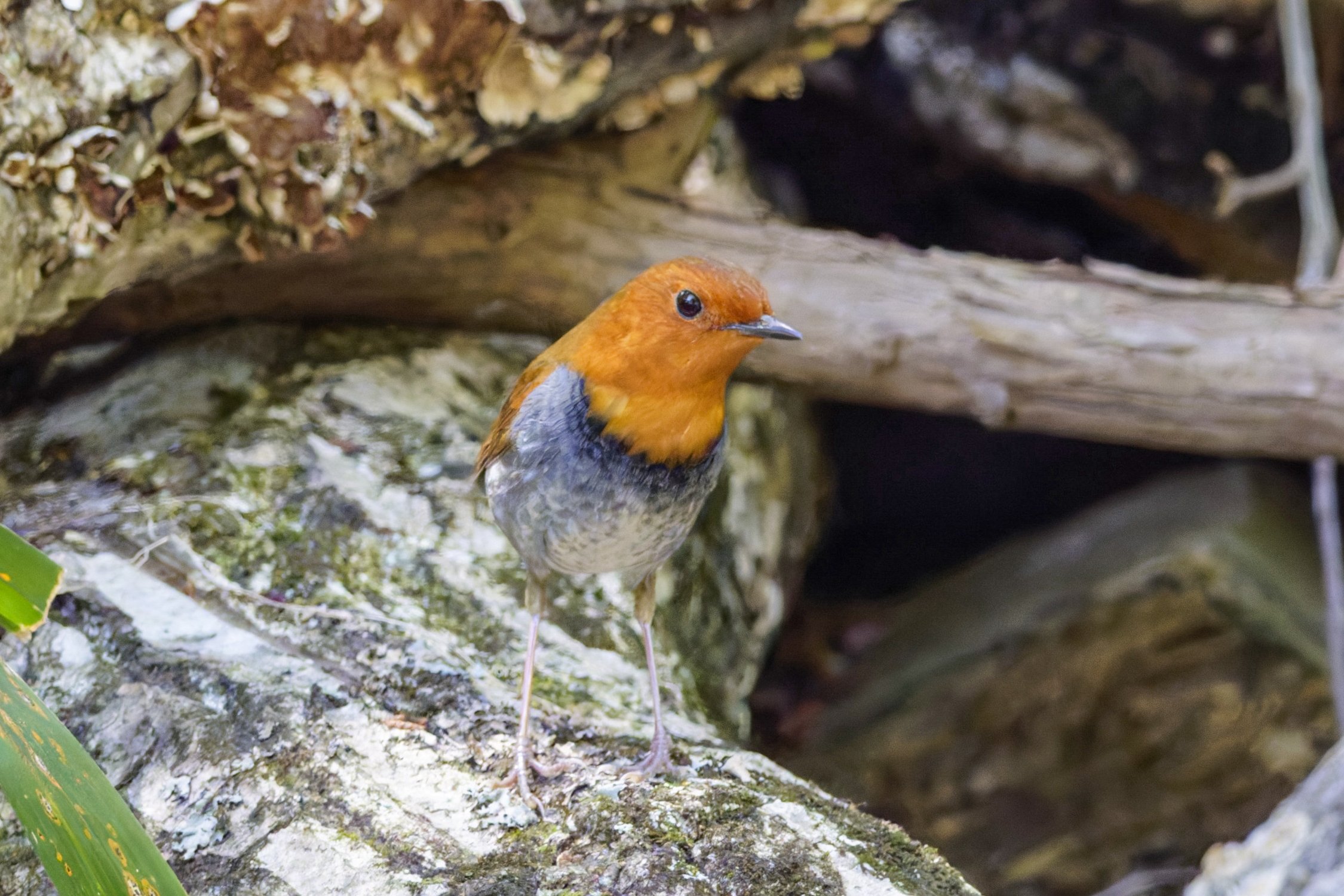 コマドリ(駒鳥)♂｜Miya