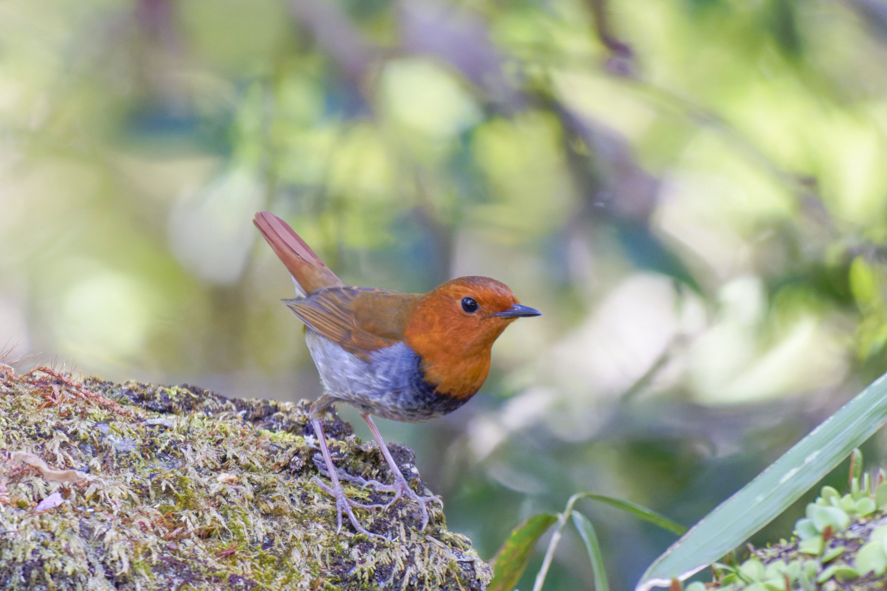 コマドリ(駒鳥)♂｜Miya