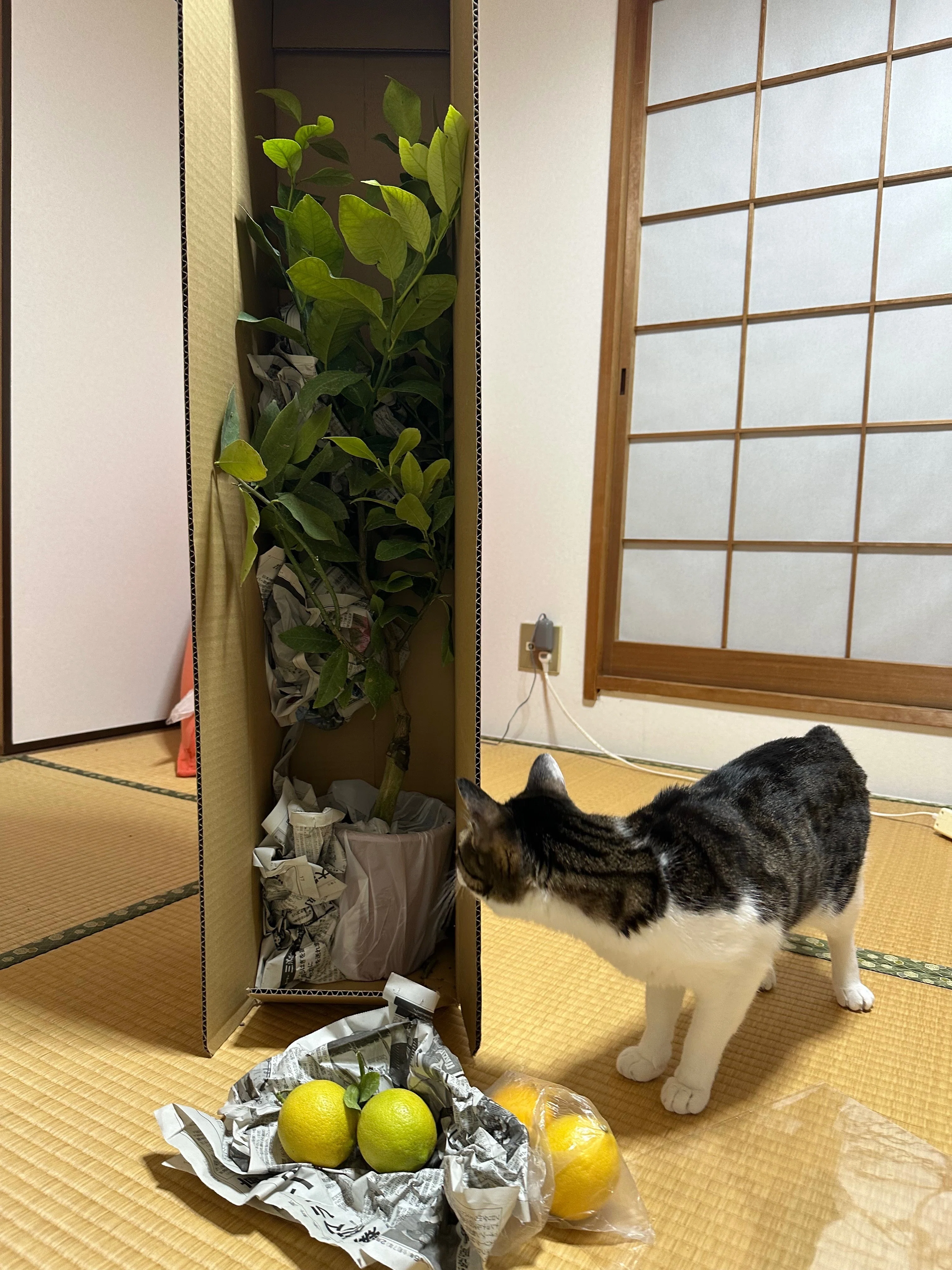 レモンの植木① お迎え｜だにぃ