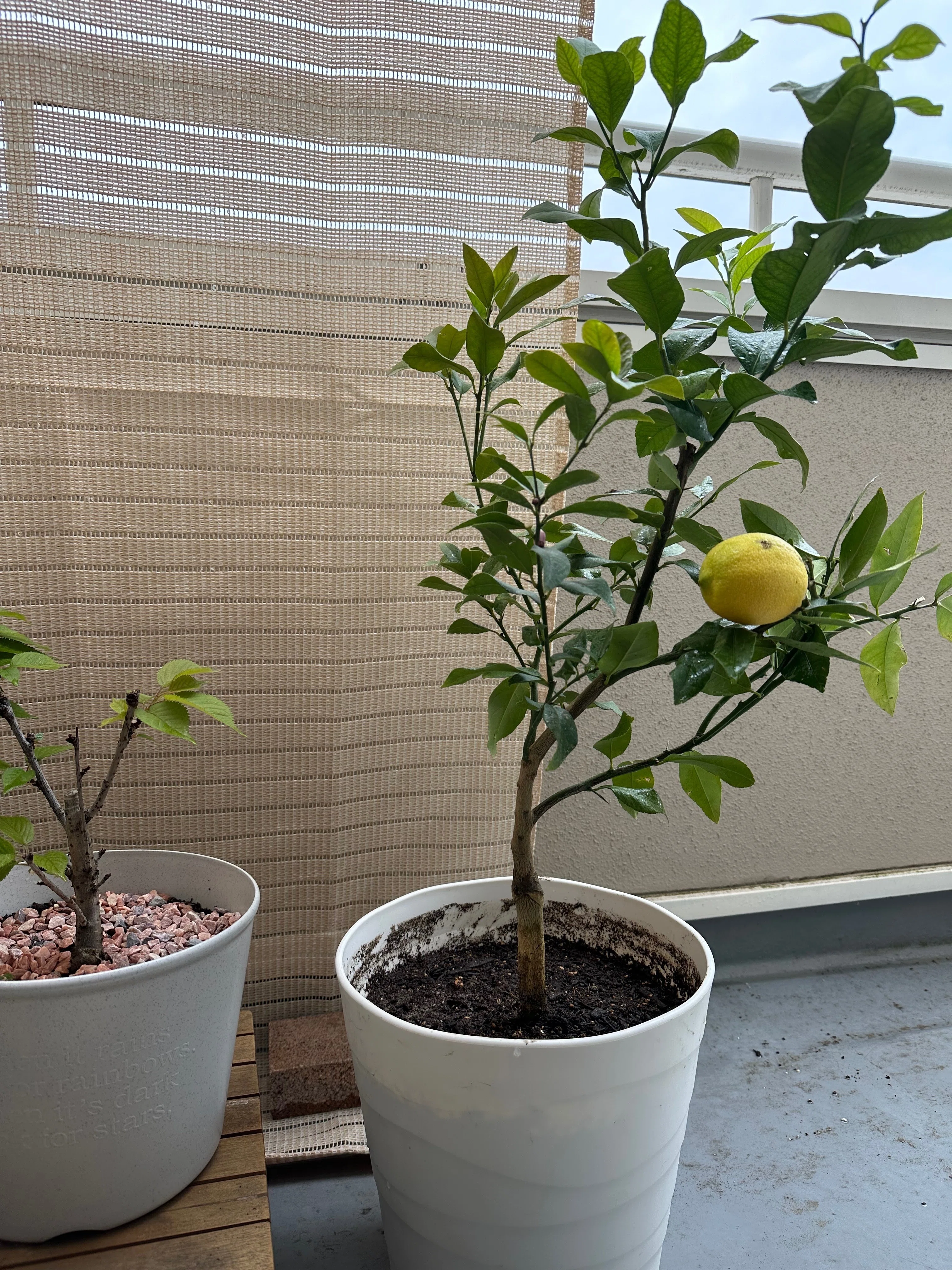 レモンの植木① お迎え｜だにぃ