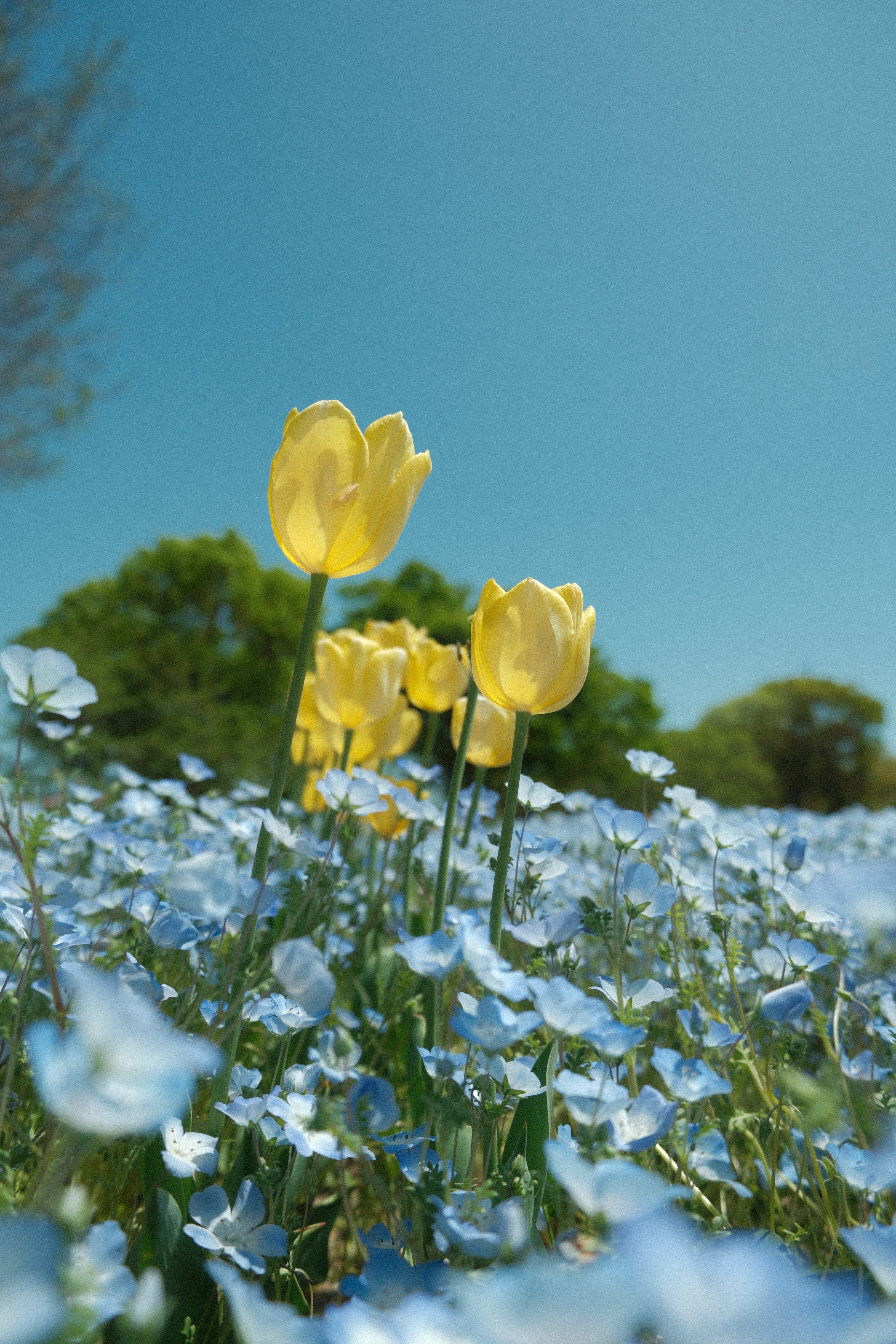 万博記念公園のお花たち丨XF16-50試し撮り②｜のたけ.