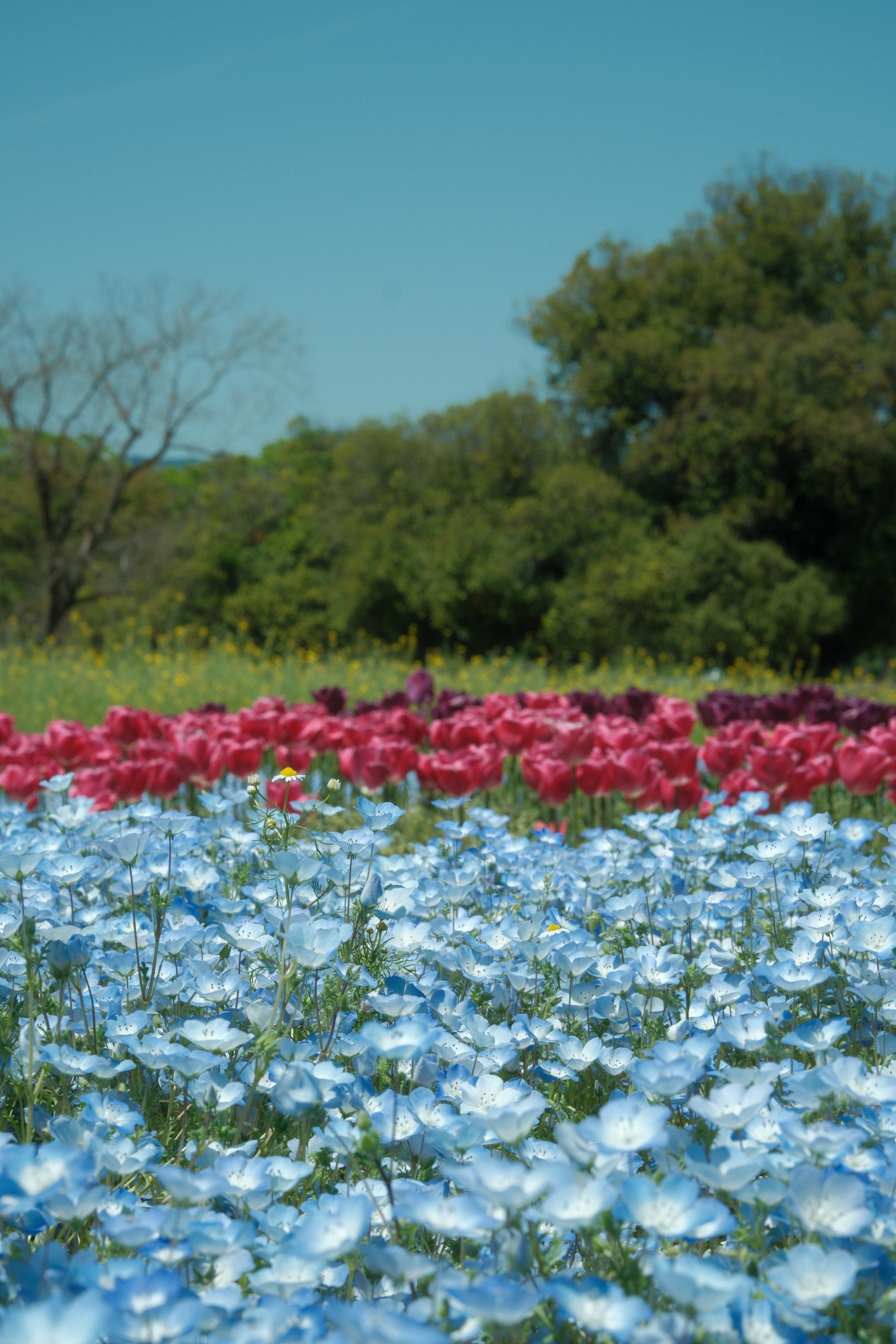 万博記念公園のお花たち丨XF16-50試し撮り②｜のたけ.