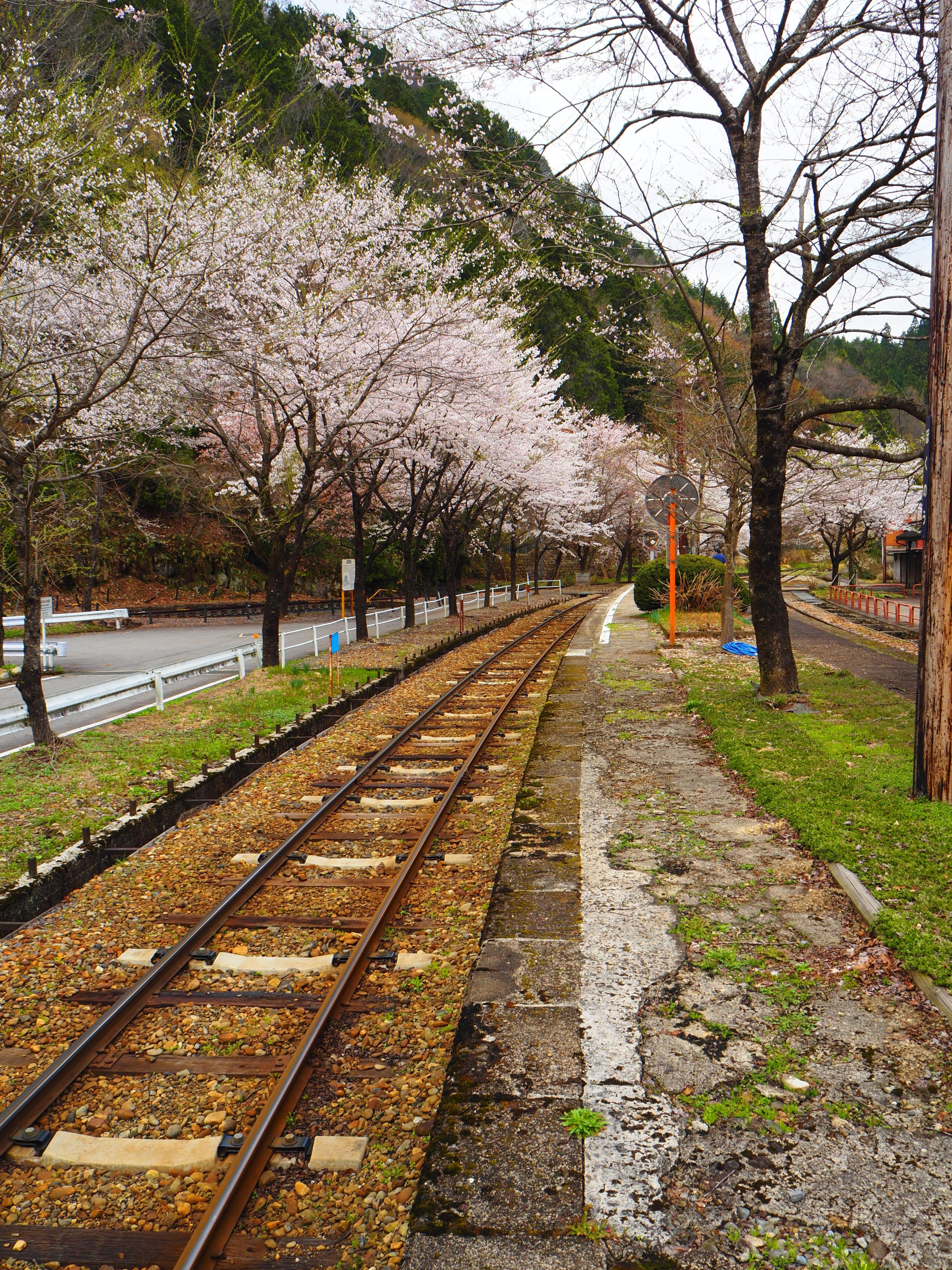 春がきた🌸長良川鉄道越美南線🌸北濃駅｜すすむ