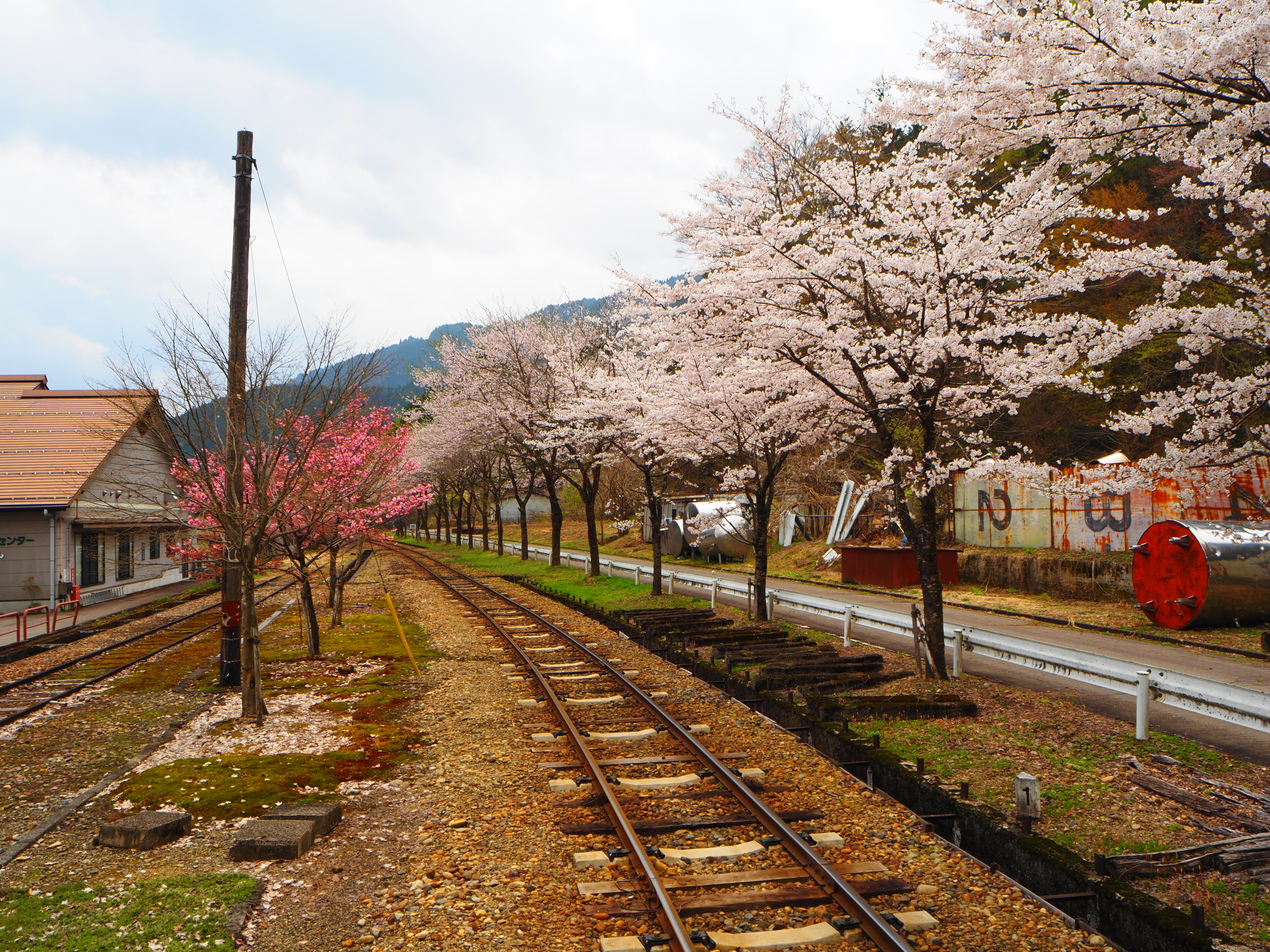 春がきた🌸長良川鉄道越美南線🌸北濃駅｜すすむ
