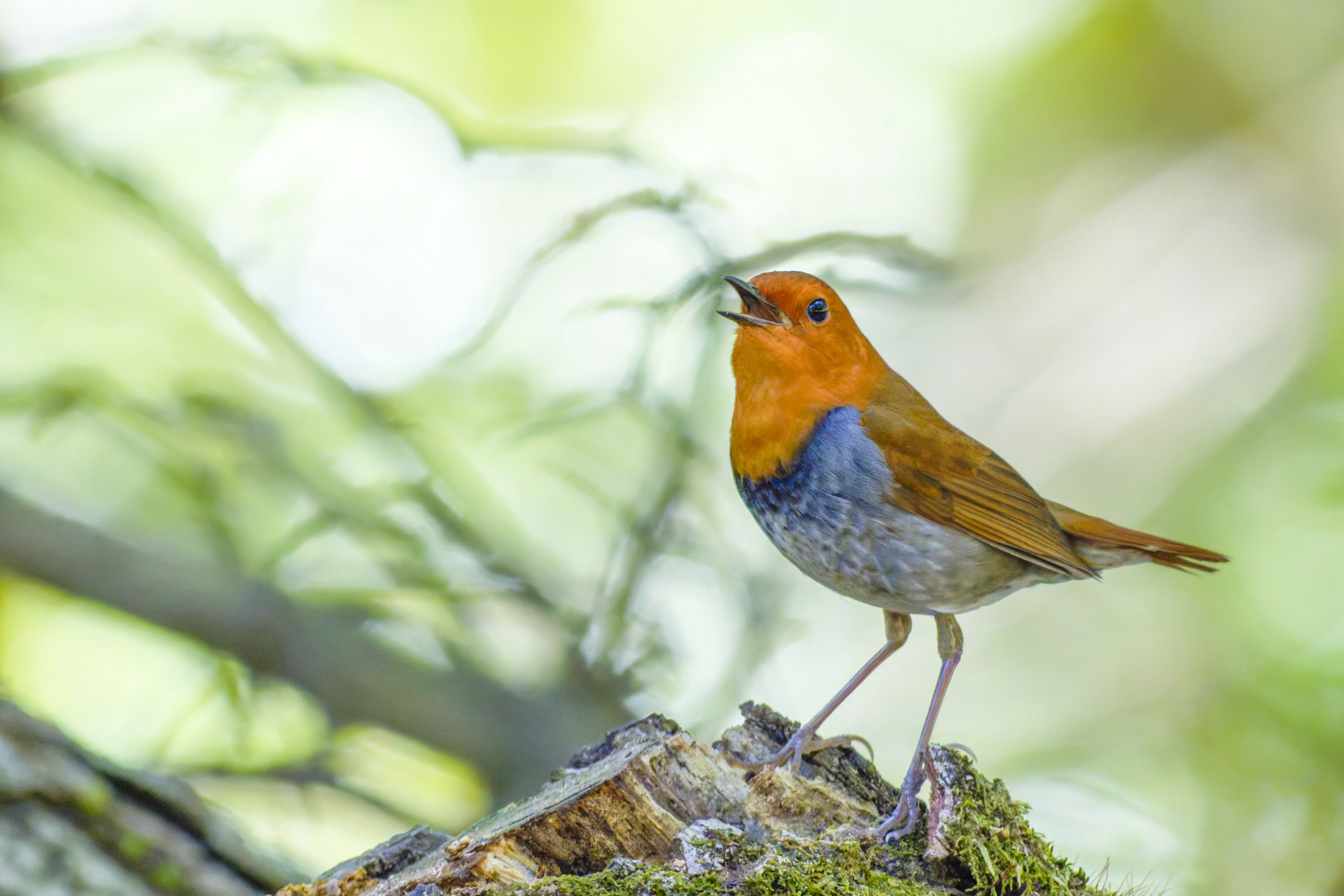 コマドリ(駒鳥)♂｜Miya