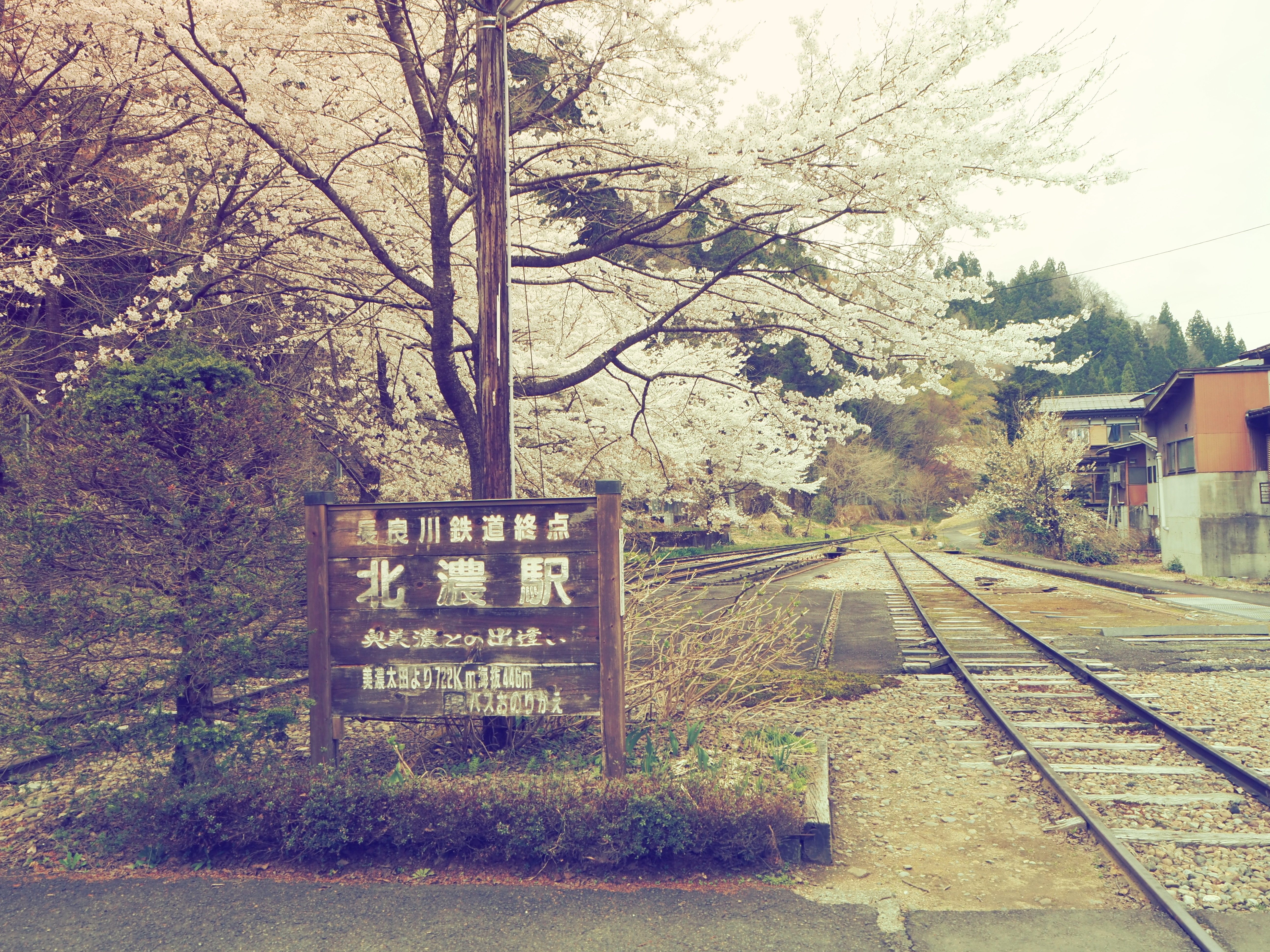 春がきた🌸長良川鉄道越美南線🌸北濃駅｜すすむ