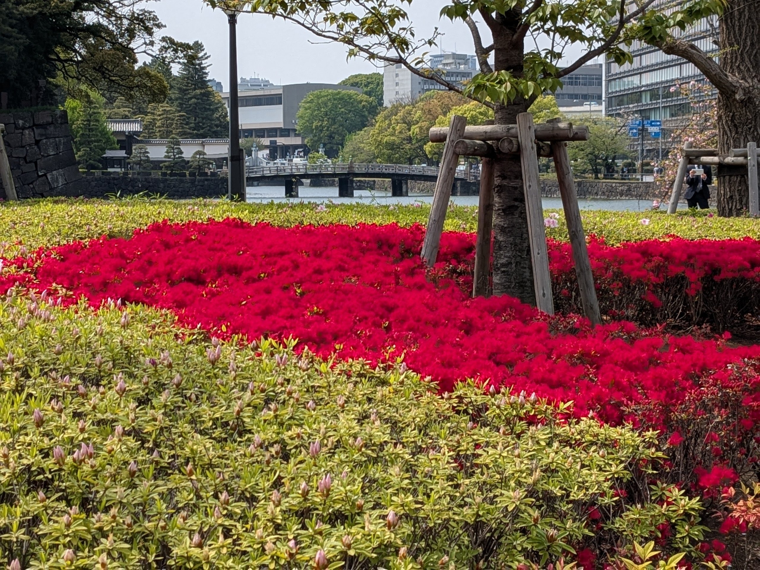 華やかなツツジの花咲く季節｜水上伊織