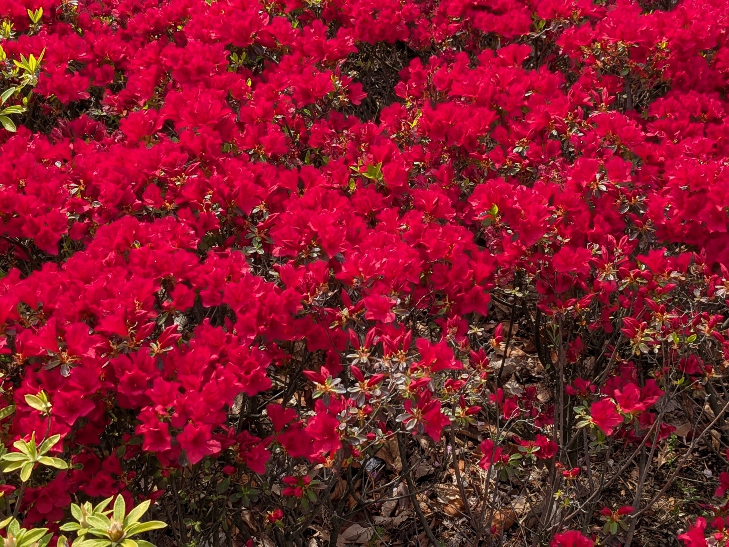 華やかなツツジの花咲く季節｜水上伊織