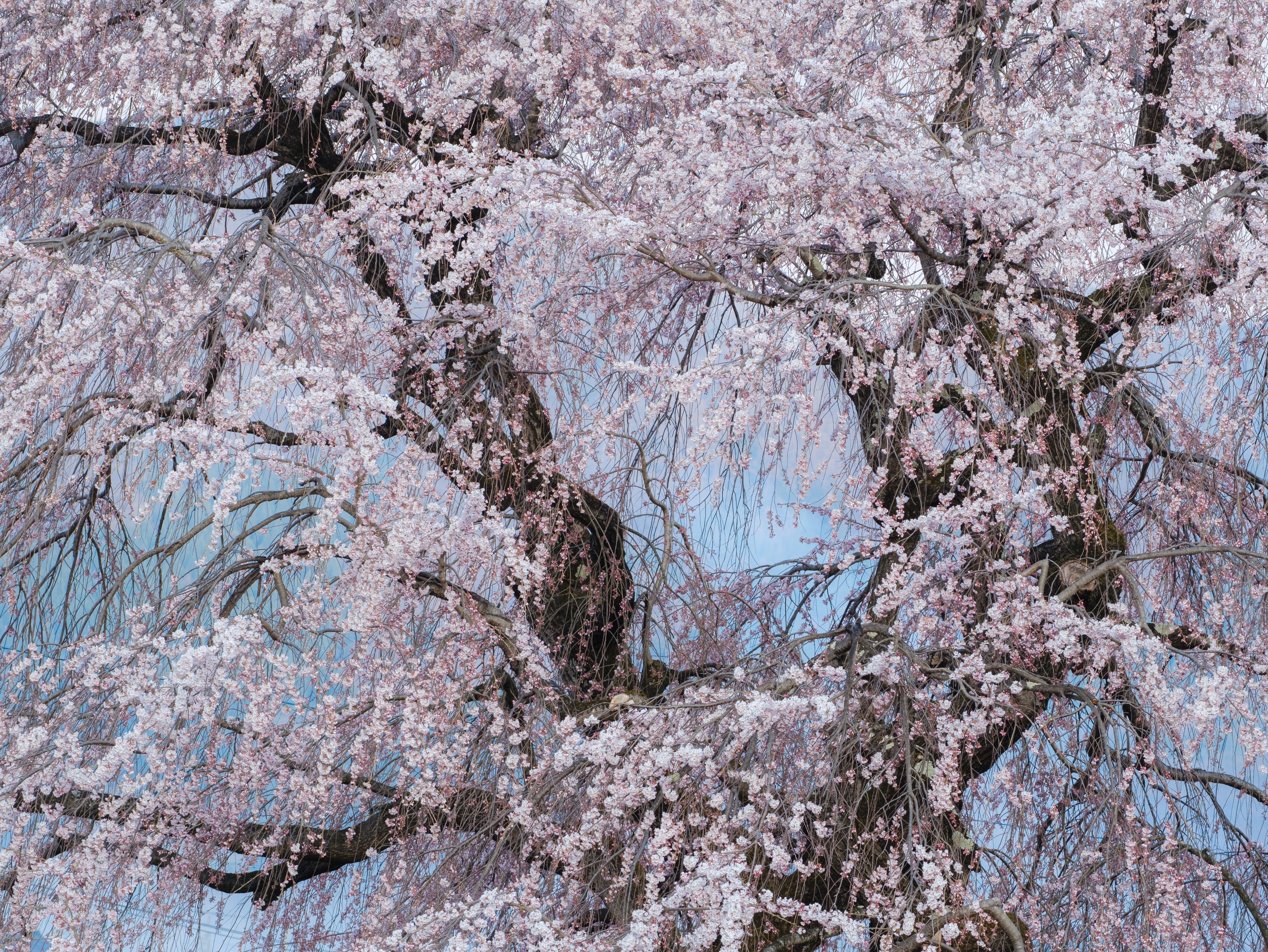 MOMO⭐︎⭐︎⭐︎さん専用　風景写真　春のせせらぎ 自然写真】新緑や桜が綺麗すぎた話/FUJIFILM GFX100Sll・X-T5｜fotoshin