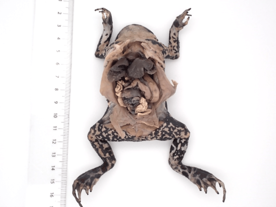 標本について｜AtelierΦ