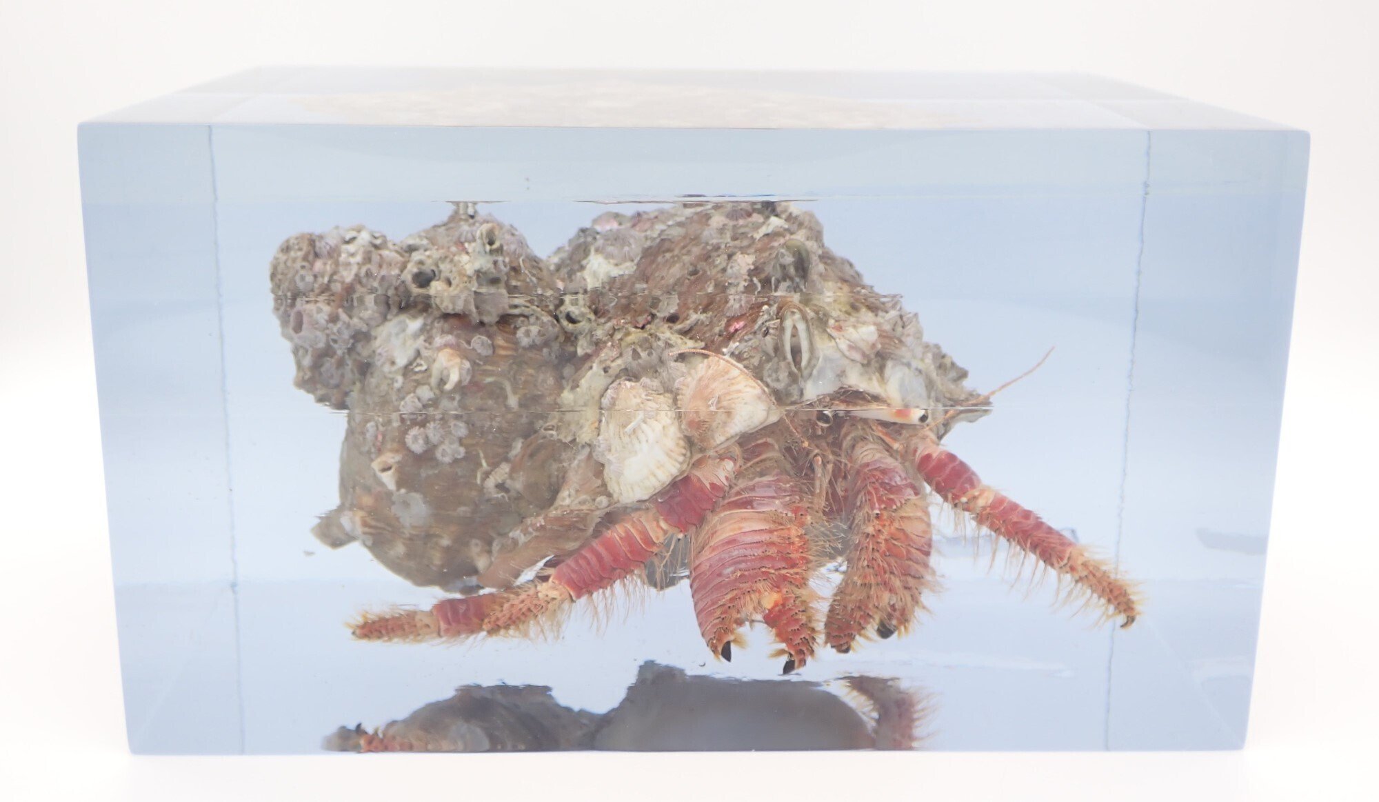 標本について｜AtelierΦ