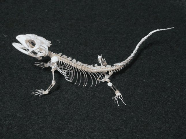 標本について｜AtelierΦ