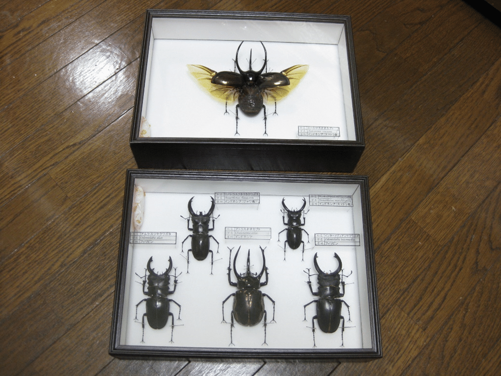 標本について｜AtelierΦ