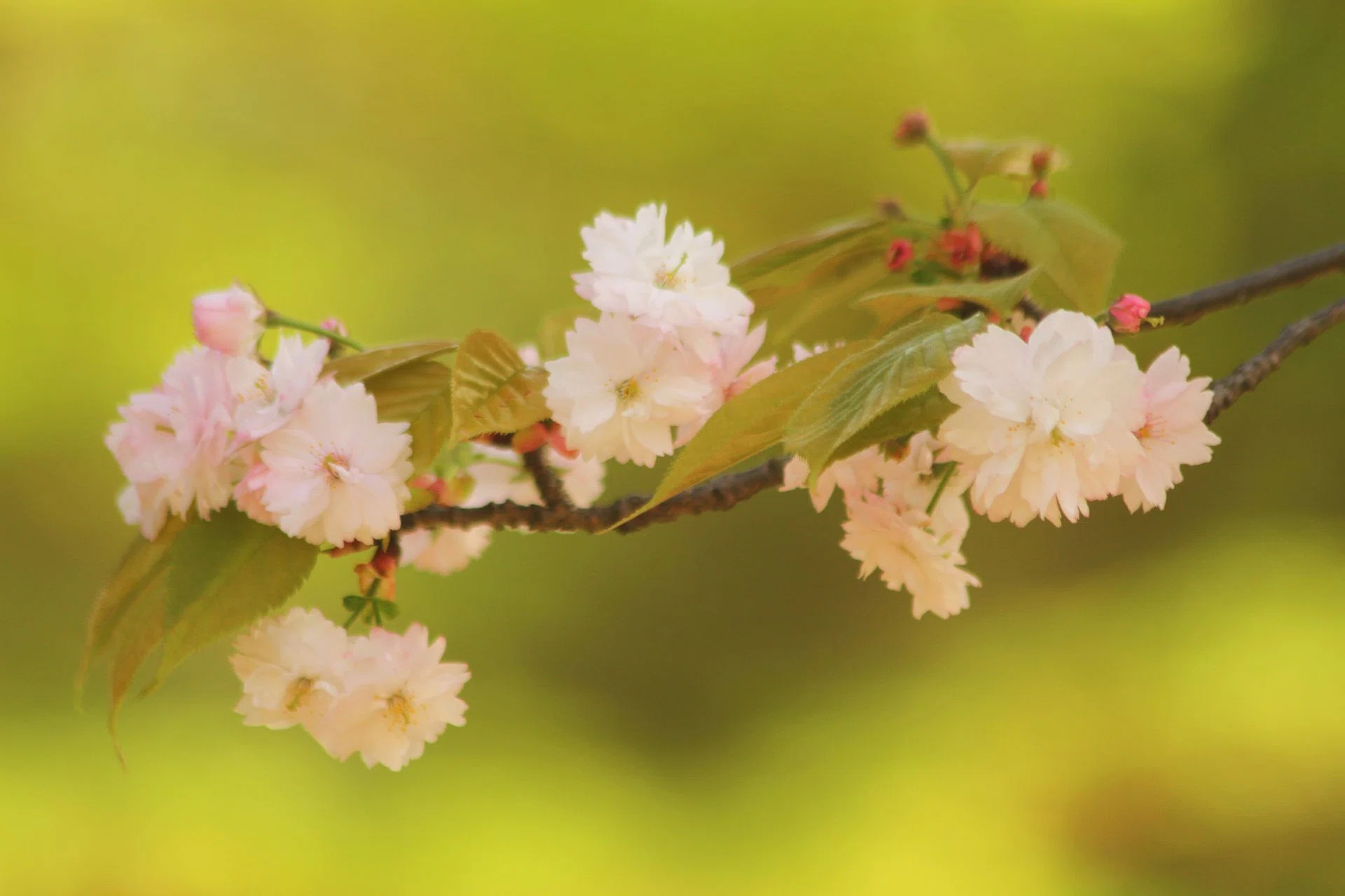 桜便り＞奈良の八重桜｜清愁