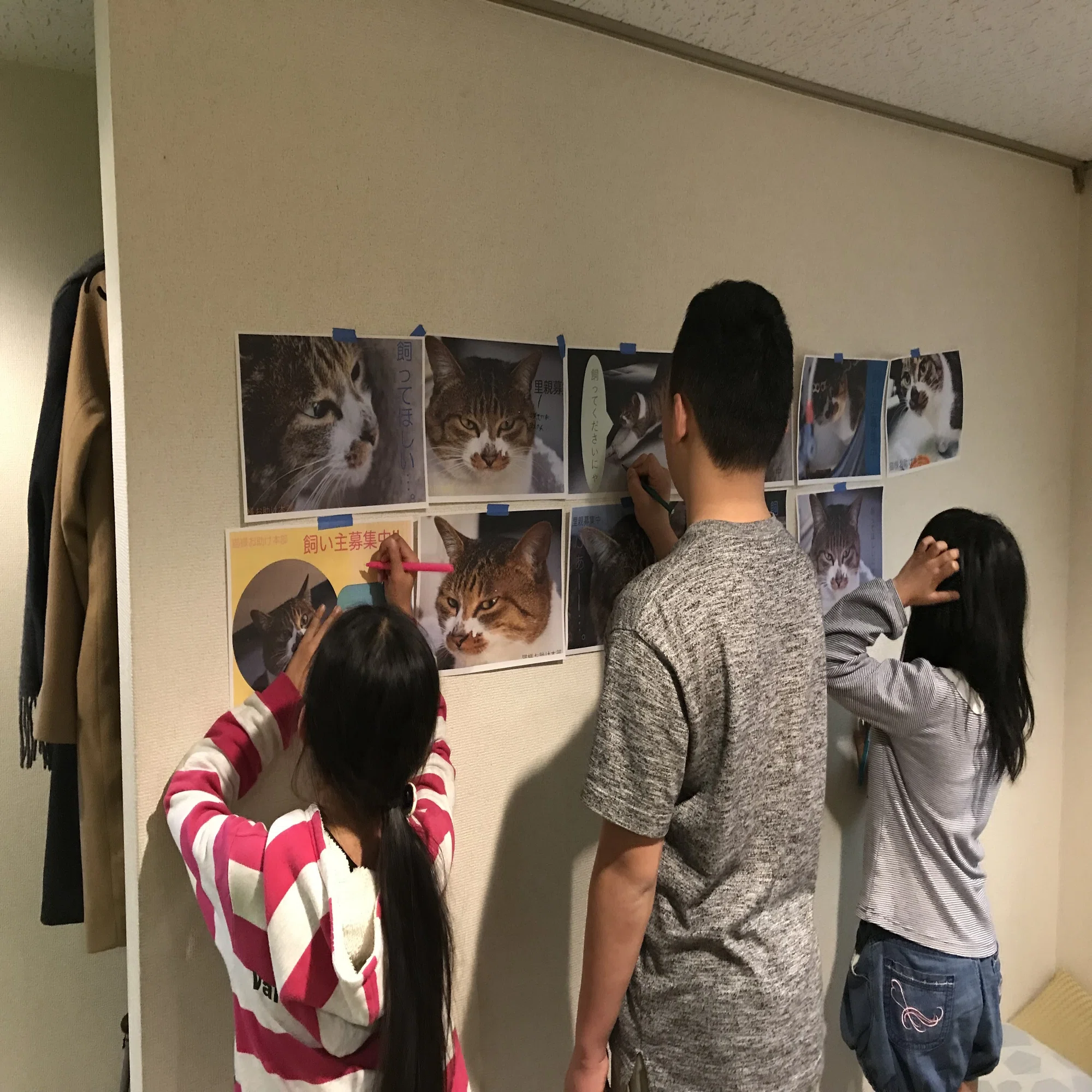 ノラ猫アイドル化プロジェクト「ネコ様お助け本部」｜プ活｜株式会社COLEYO