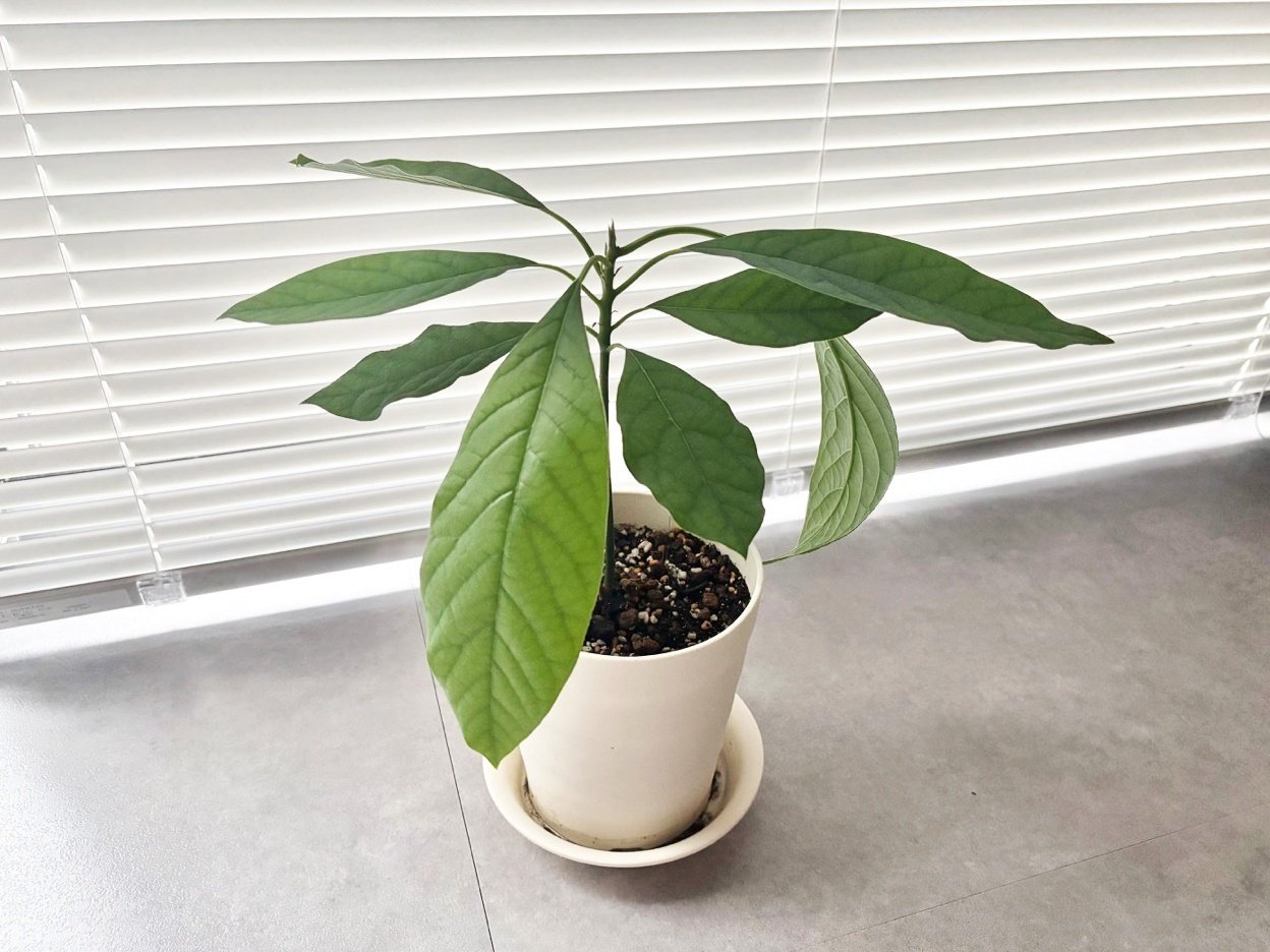 アボカドを種から立派な観葉植物に育てる方法｜ツバメ