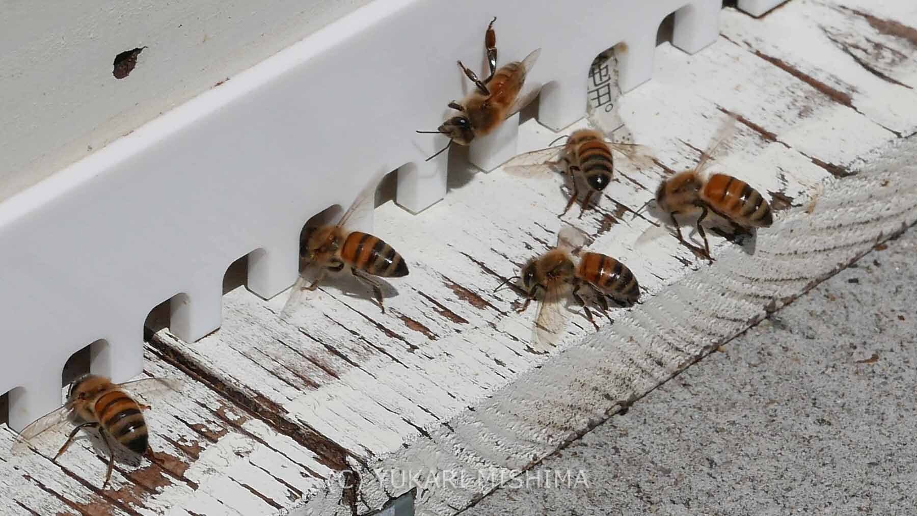 制作ウラ話】ミツバチ絵本“They Work: Honey Bees, Nature's