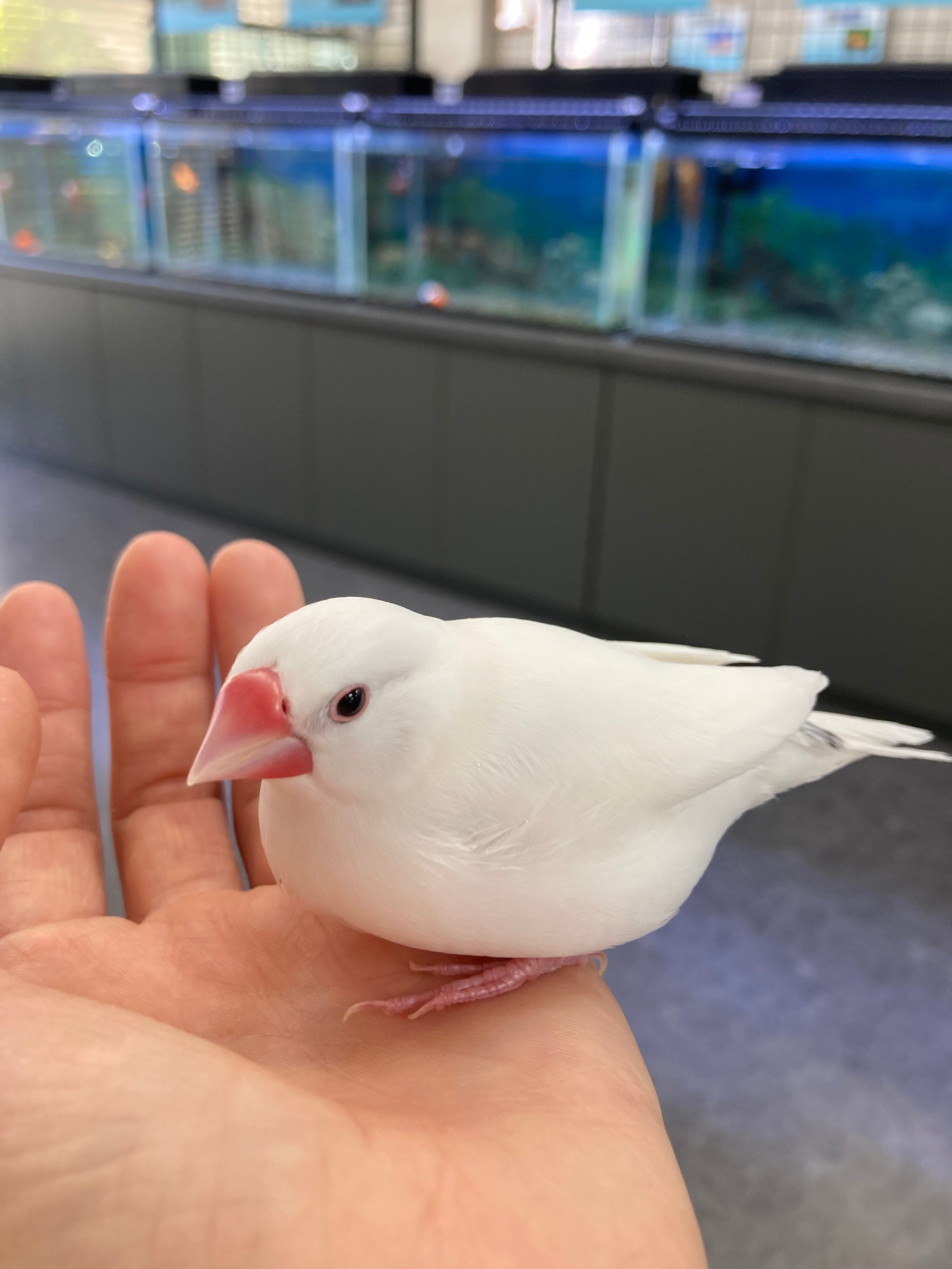 ぶんちゃん7歳のお誕生会開催！｜文鳥大学弥富研究所