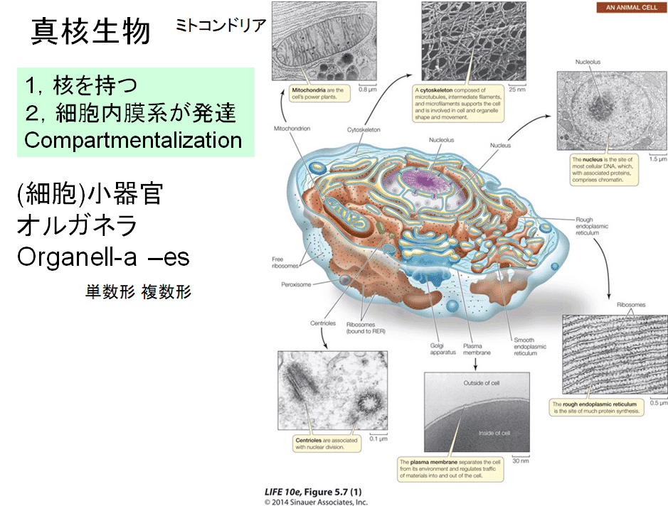 うなぎ・謎の生物 (水産総合研究センター叢書) | 太田 博巳