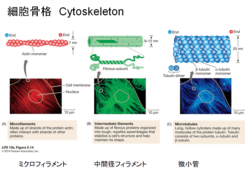 うなぎ・謎の生物 (水産総合研究センター叢書) | 太田 博巳