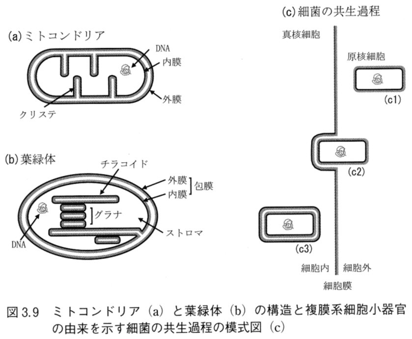 2025教養生物学1 第3週第2限 細胞：生命の基本単位｜NakahoriKiyoshi