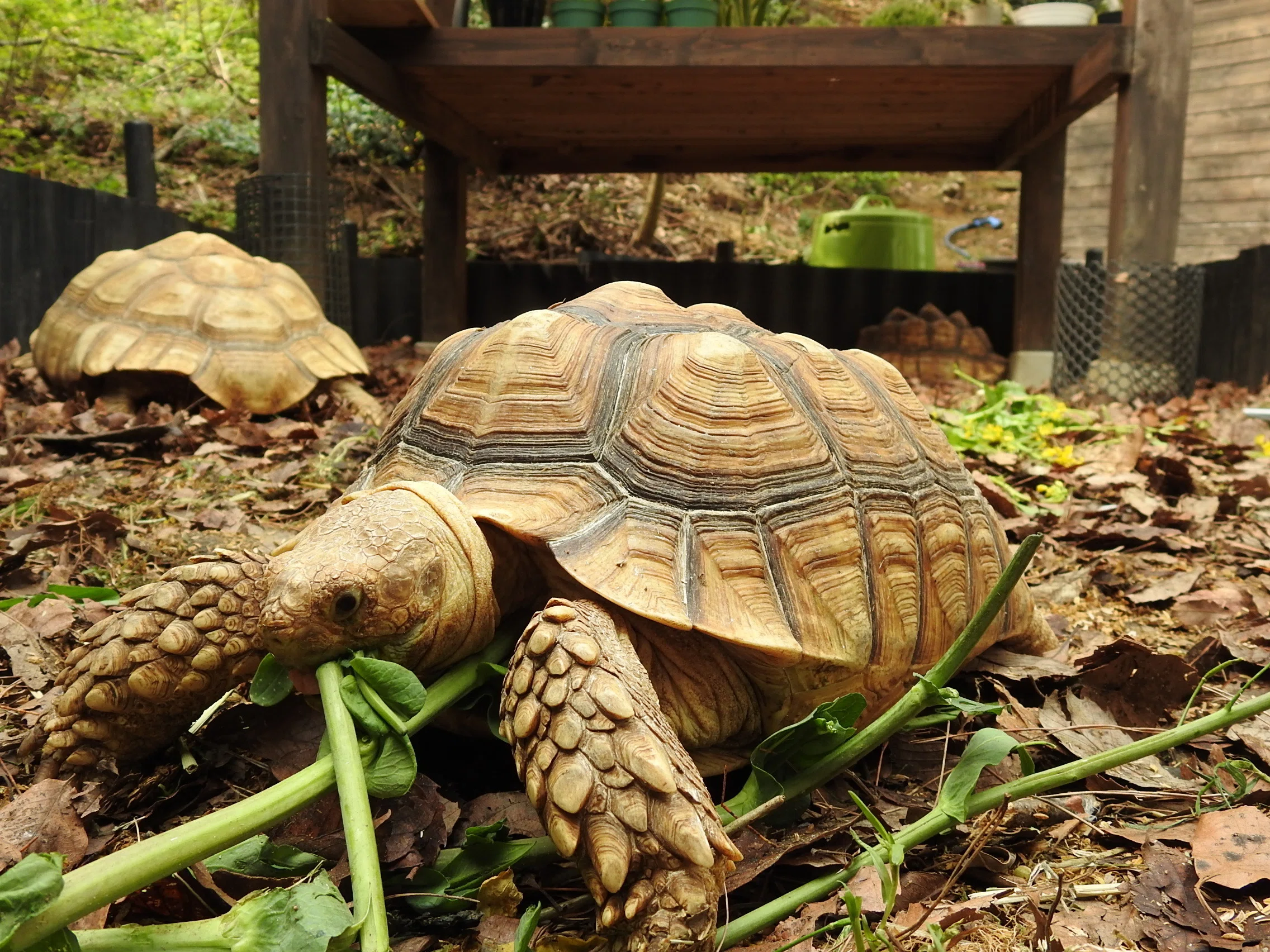 ☆🐢リクガメの飼育繁殖方法はズータイムチャンネルでプロから学ぼう