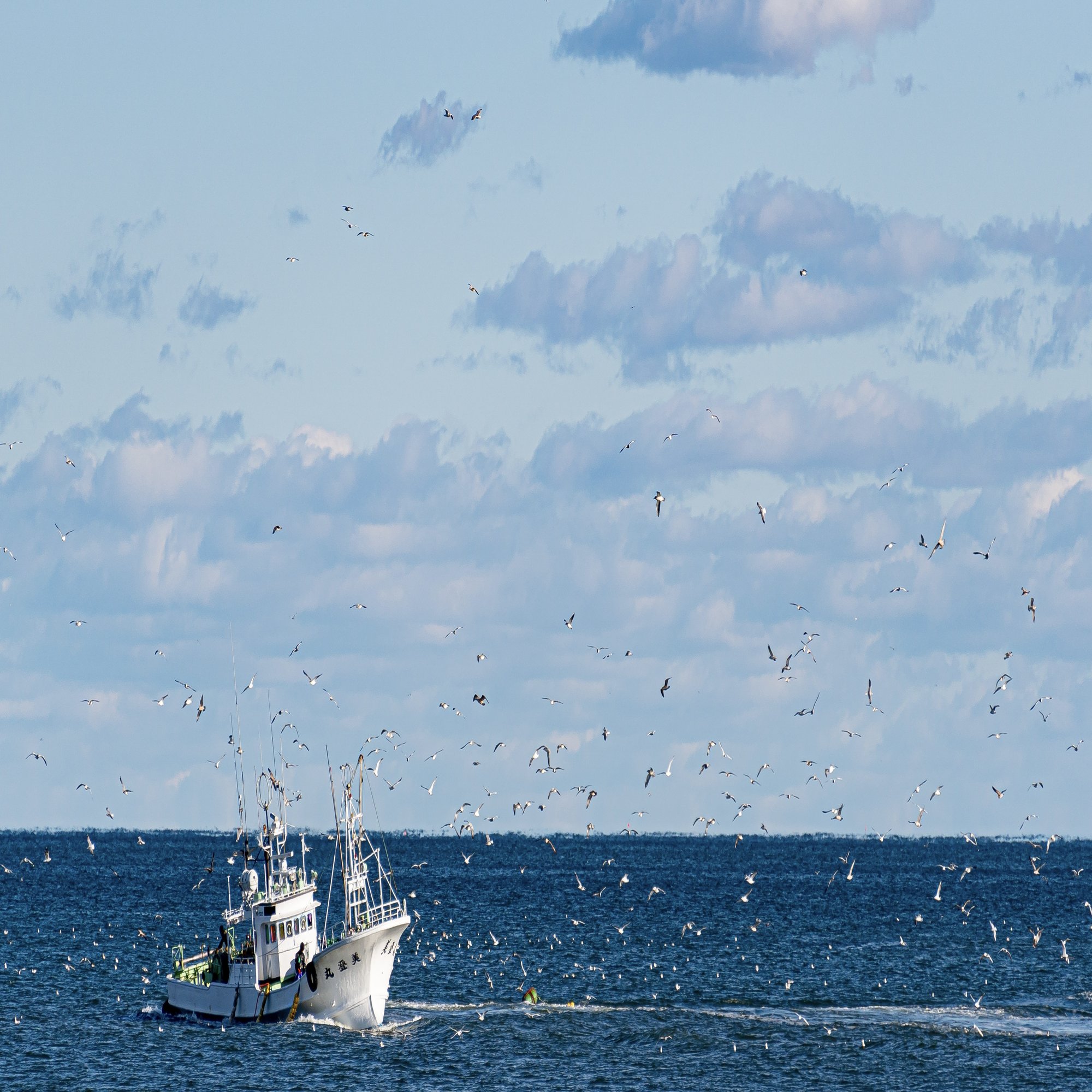 今年のいくらはいくら！？激しい価格変動の裏にひそむ“鮭危機”と、それでも極上を届ける【広洋水産】｜北海道白糠町(しらぬかちょう)