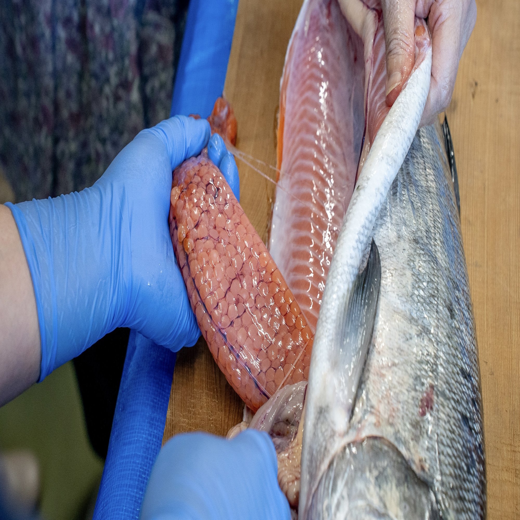 今年のいくらはいくら！？激しい価格変動の裏にひそむ“鮭危機”と、それでも極上を届ける【広洋水産】｜北海道白糠町(しらぬかちょう)