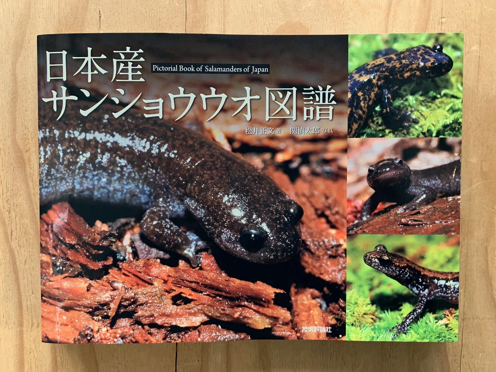 にょろにょろ！『サンショウウオBOOKS』5月24日（土）開催｜SAKANA