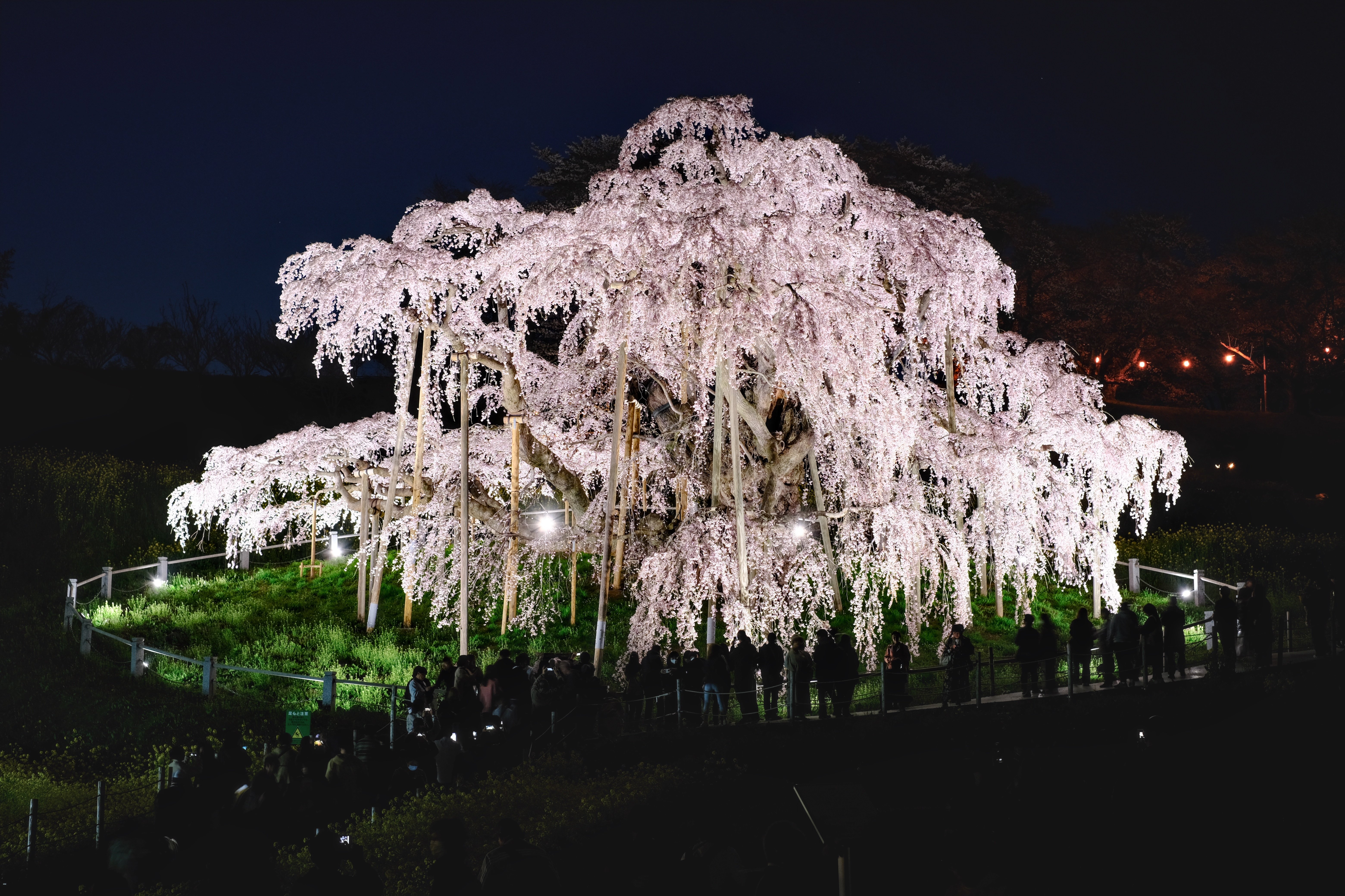 2025春】三春滝桜＆郡山の桜たちに今年も会いに行ってきた｜RiverMail