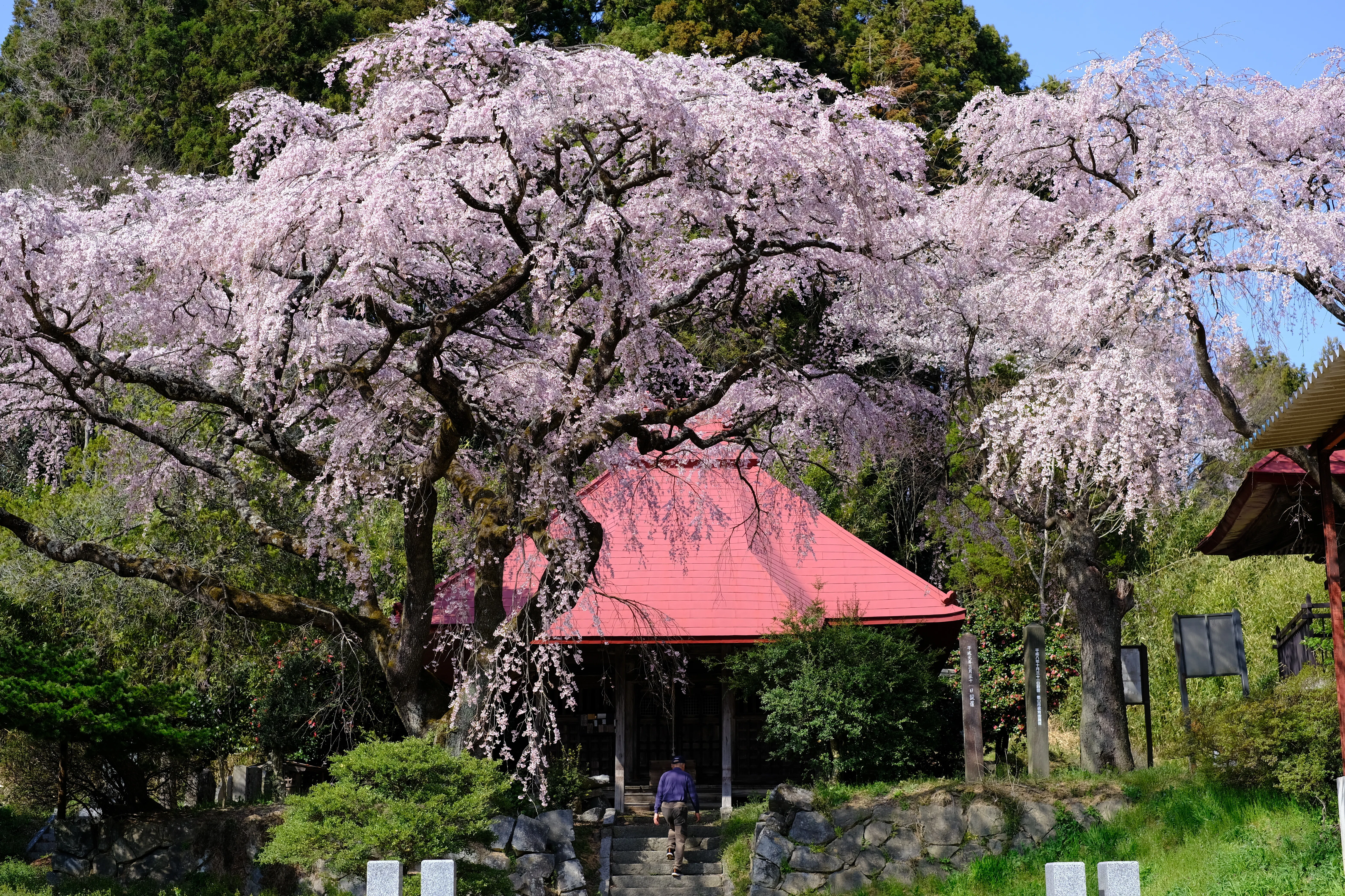 2025春】三春滝桜＆郡山の桜たちに今年も会いに行ってきた｜RiverMail