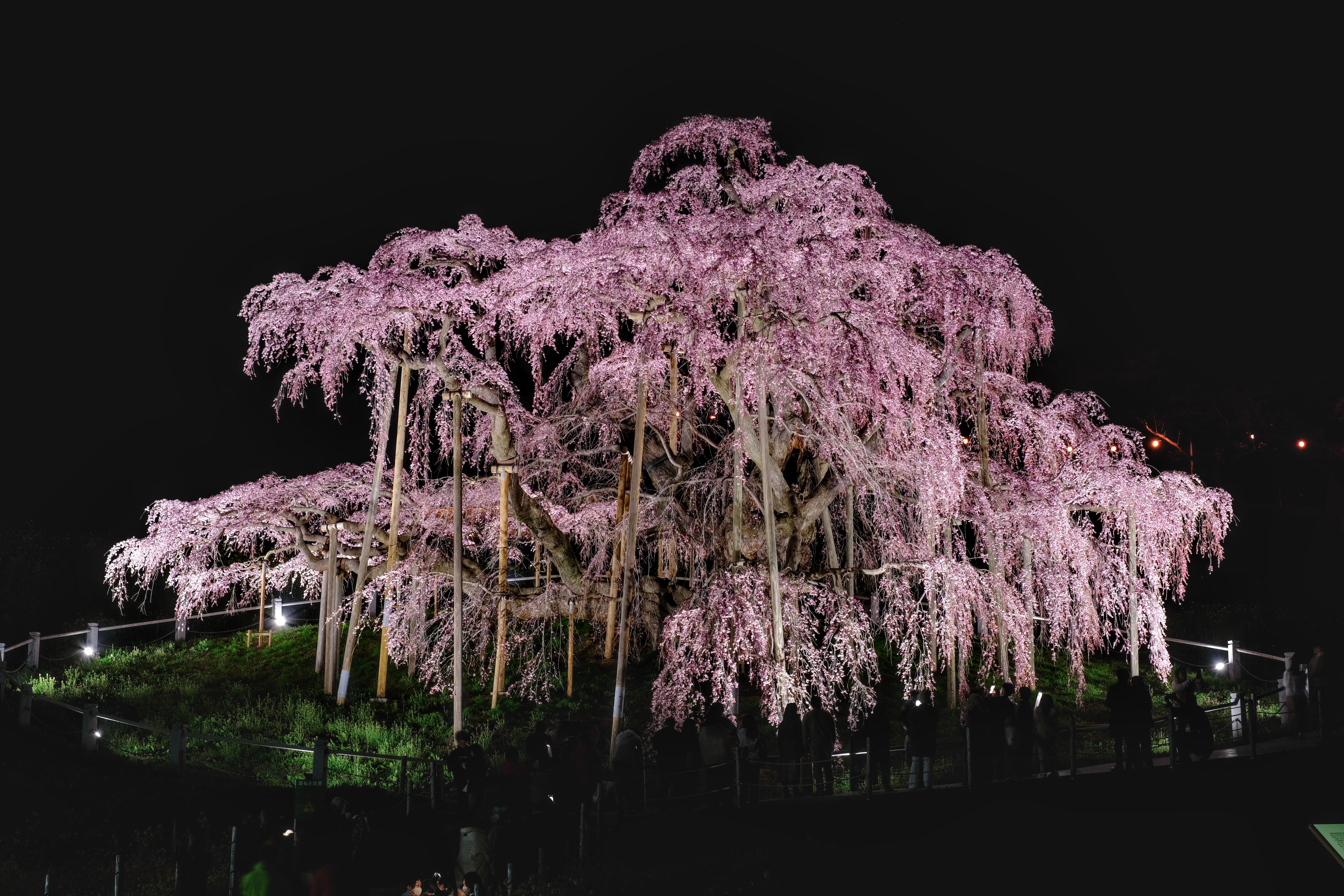 2025春】三春滝桜＆郡山の桜たちに今年も会いに行ってきた｜RiverMail