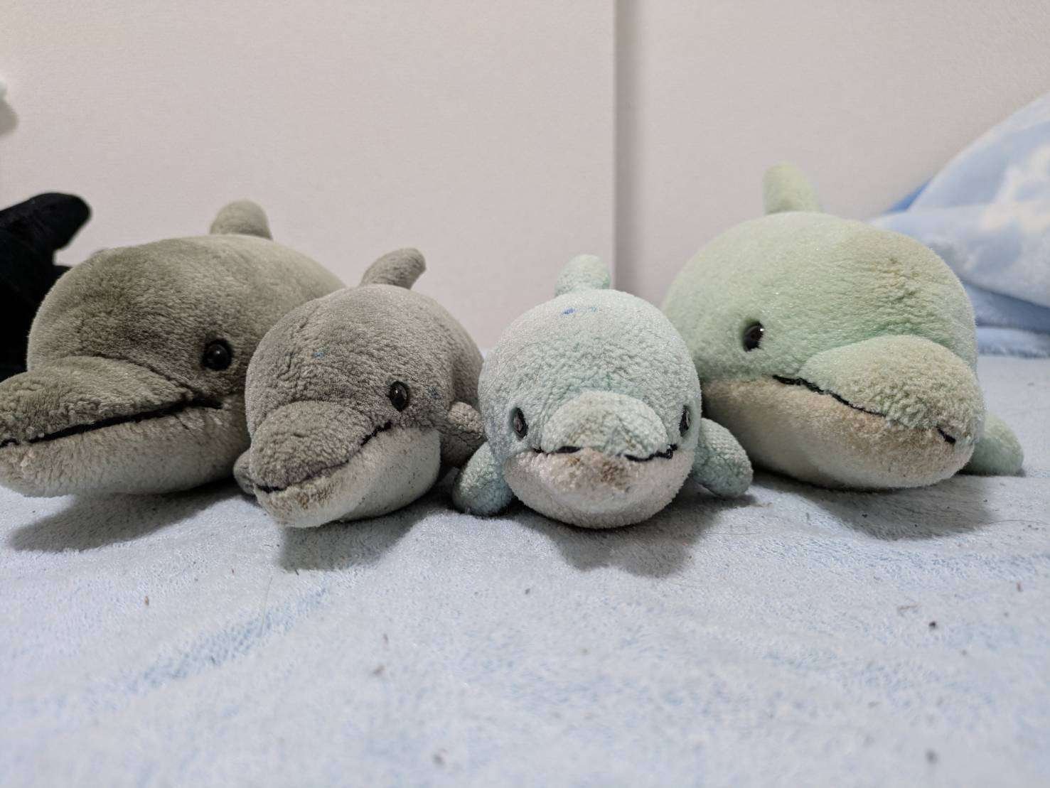 🐬イルカ好き男子が選ぶ「癒しのぬいぐるみを買った場所」5選｜ふぃっしゅ