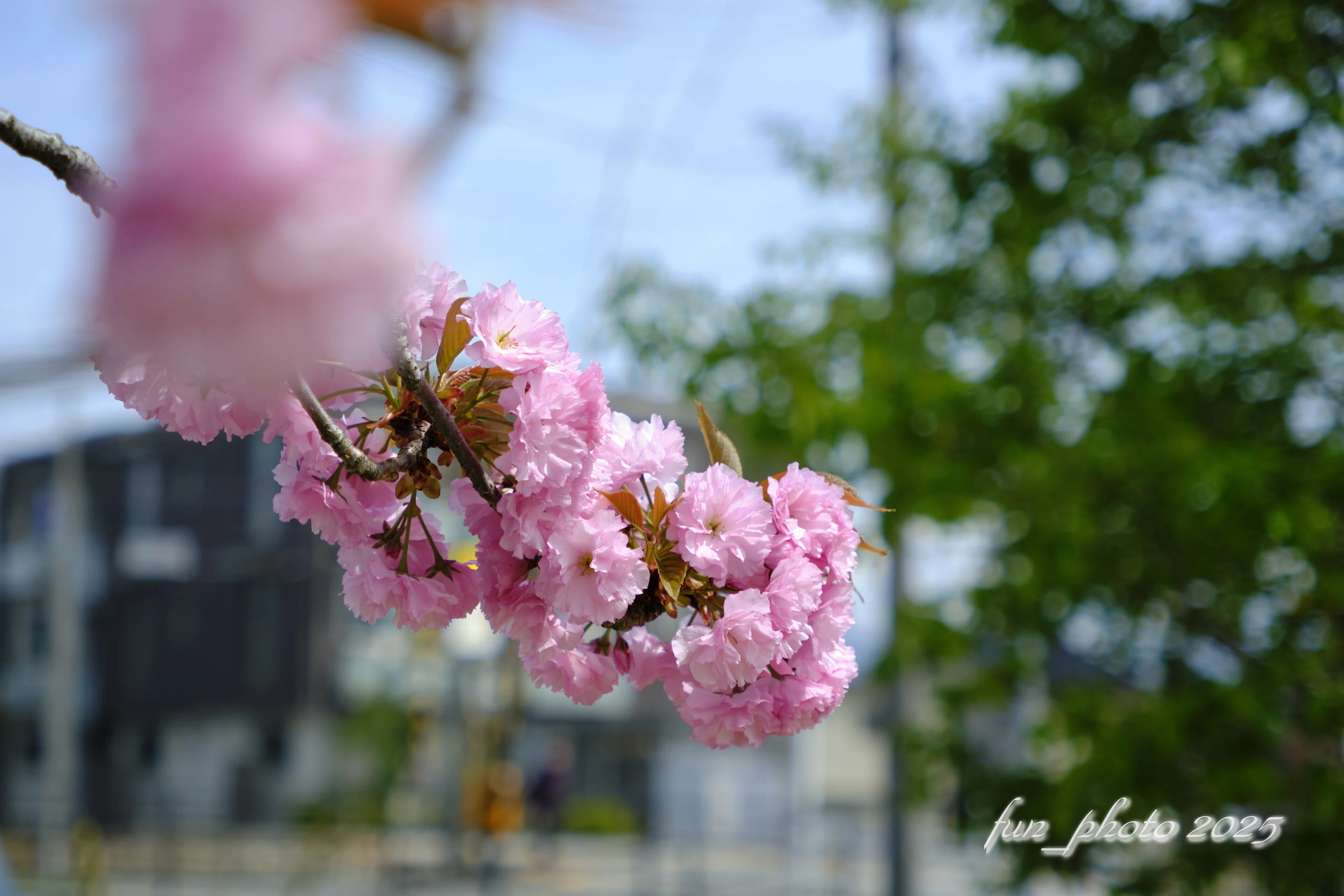 FIJIFILM X-T5 SIGMA18-50mm F2.8 DC DN Contemporary｜fun_photo