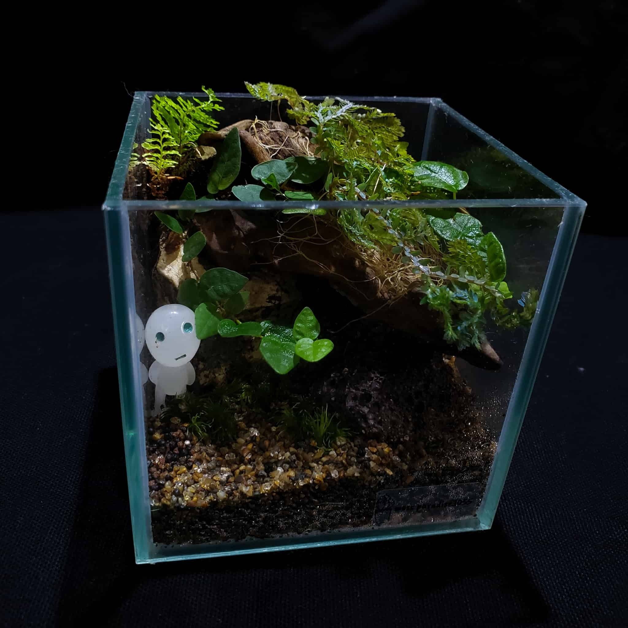 苔テラリウムのソーキング｜moss paradise3055（モスパラ）